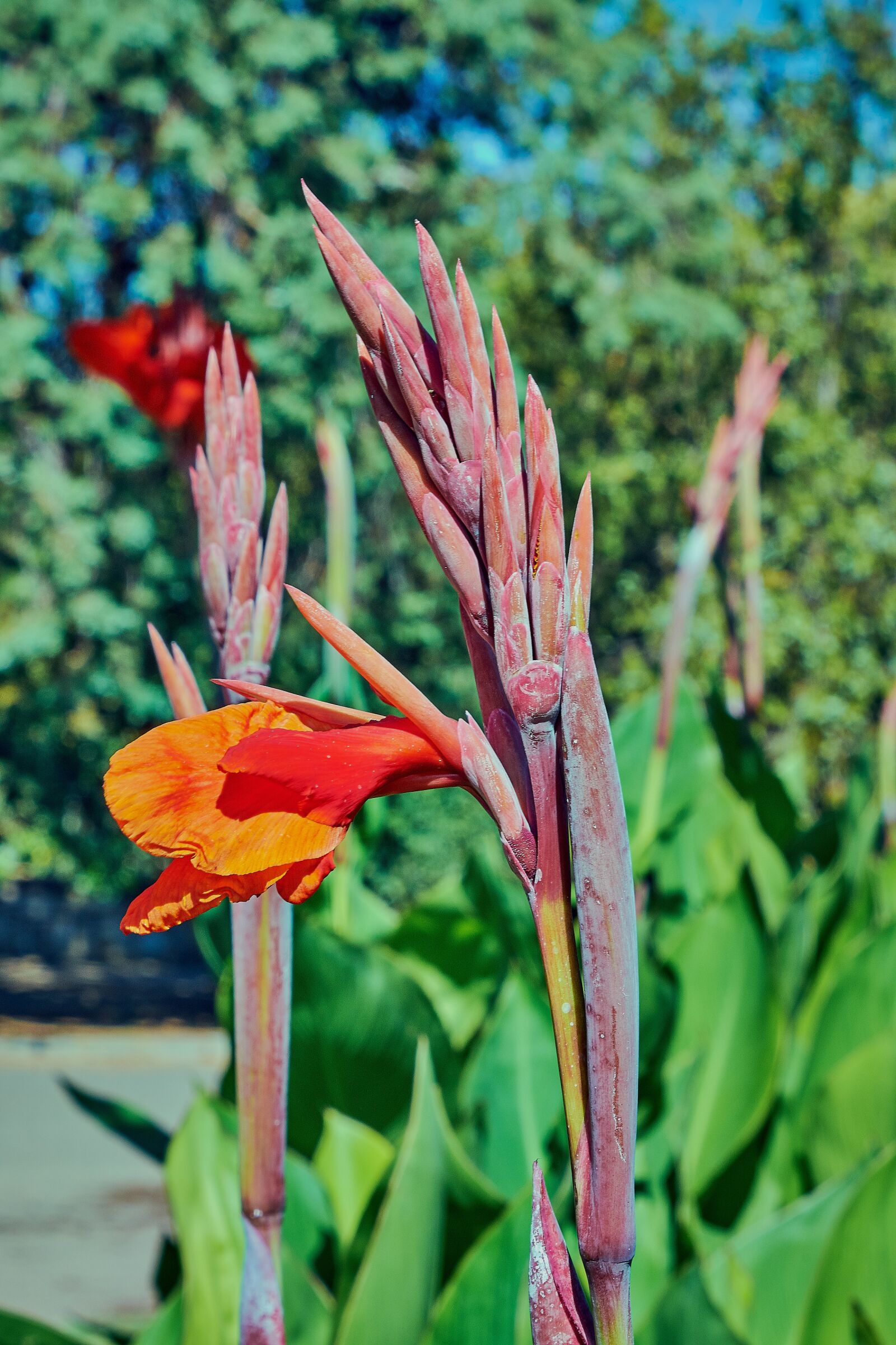 Nikon D7200 sample photo. Red, leaves, flowering photography