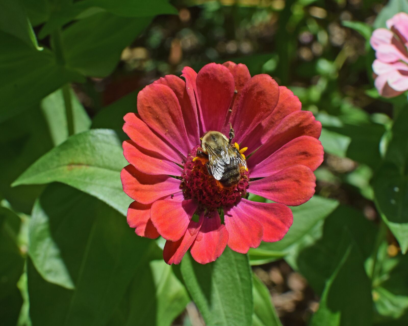 Nikon D3300 sample photo. Bumblebee on zinnia, butterfly photography