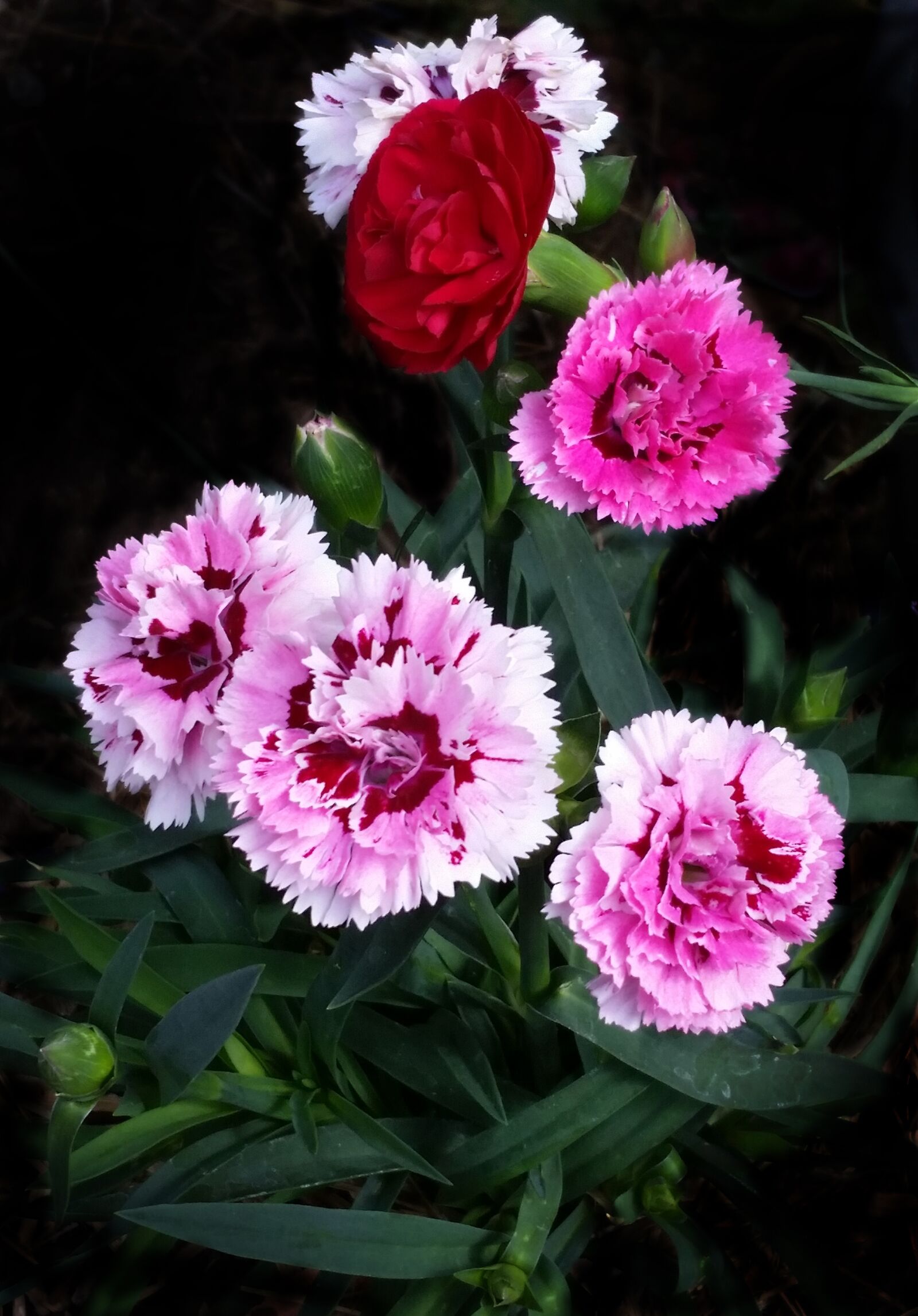 Samsung Galaxy S5 sample photo. Carnations, flowers fragrant, plant photography