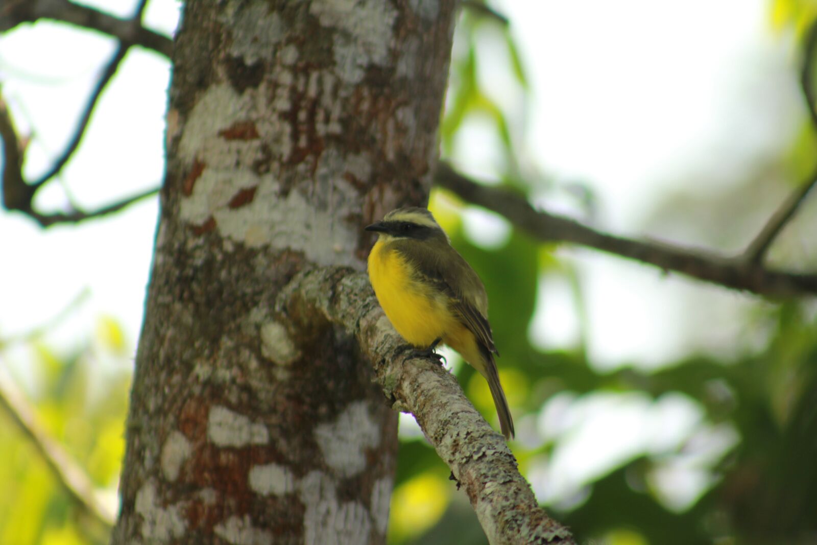 Canon EOS 550D (EOS Rebel T2i / EOS Kiss X4) sample photo. Birds, ave, animals photography