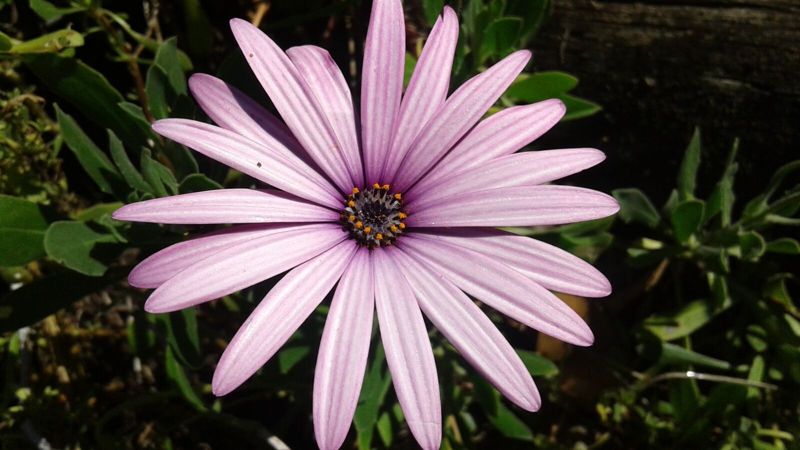 Samsung Galaxy J2 sample photo. Flower, bloom, petal photography