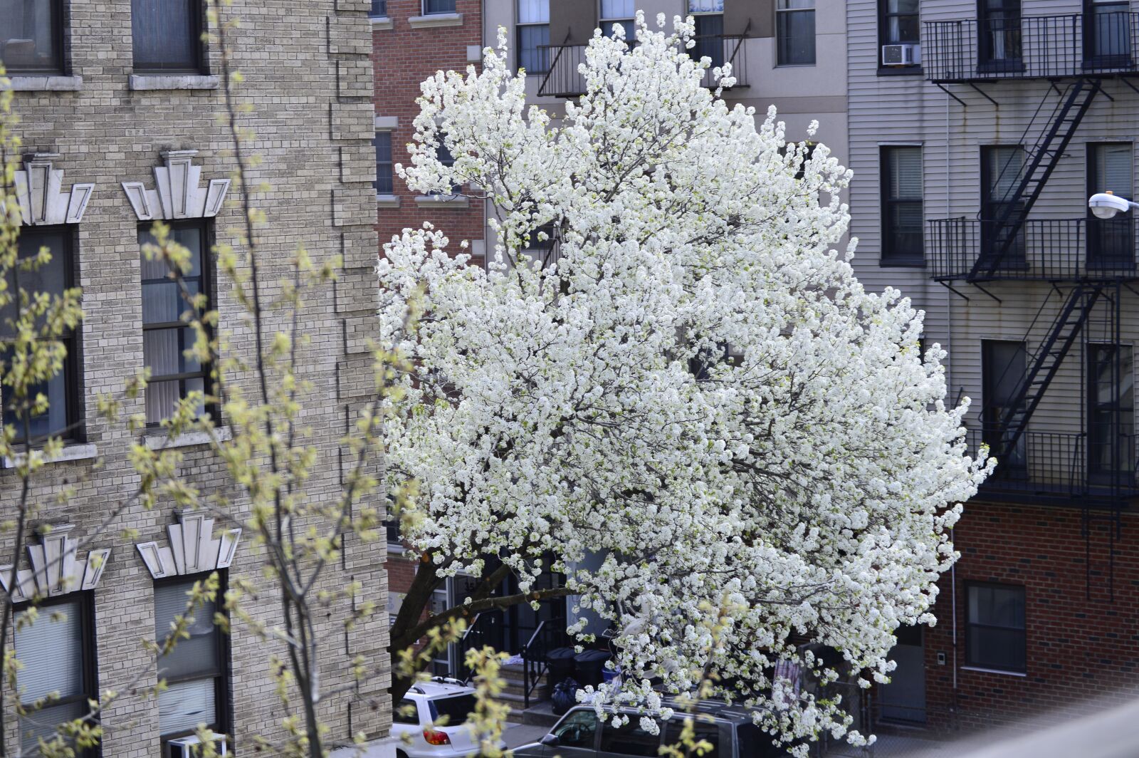Nikon D3200 sample photo. Bliss, white, tree photography