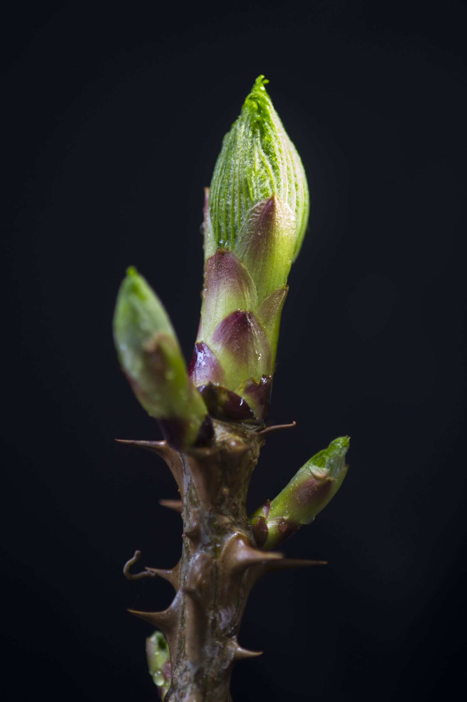 Nikon D3S sample photo. Thaw breakfast, thorns, medicine photography