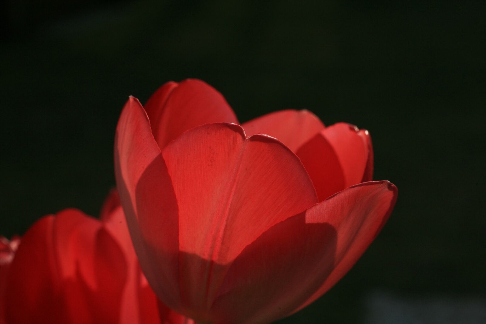 Canon EOS 5D sample photo. Flower, nature, plant photography