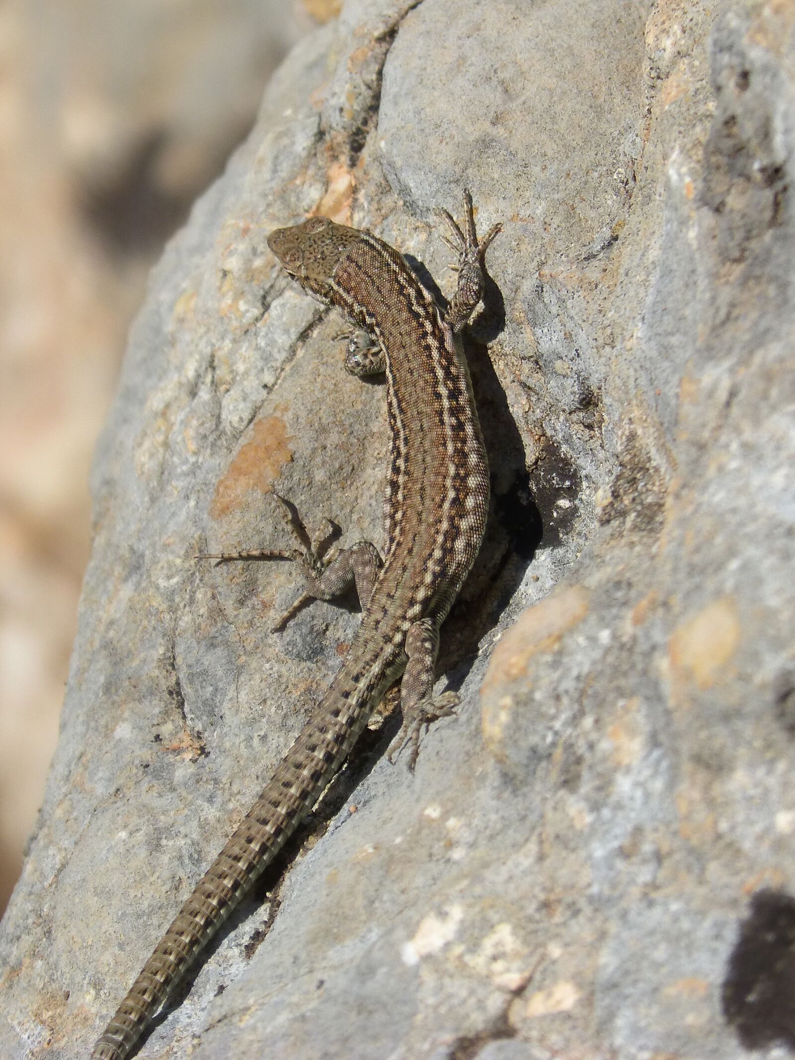 Panasonic DMC-FZ62 sample photo. Lizard, rock, montsant photography