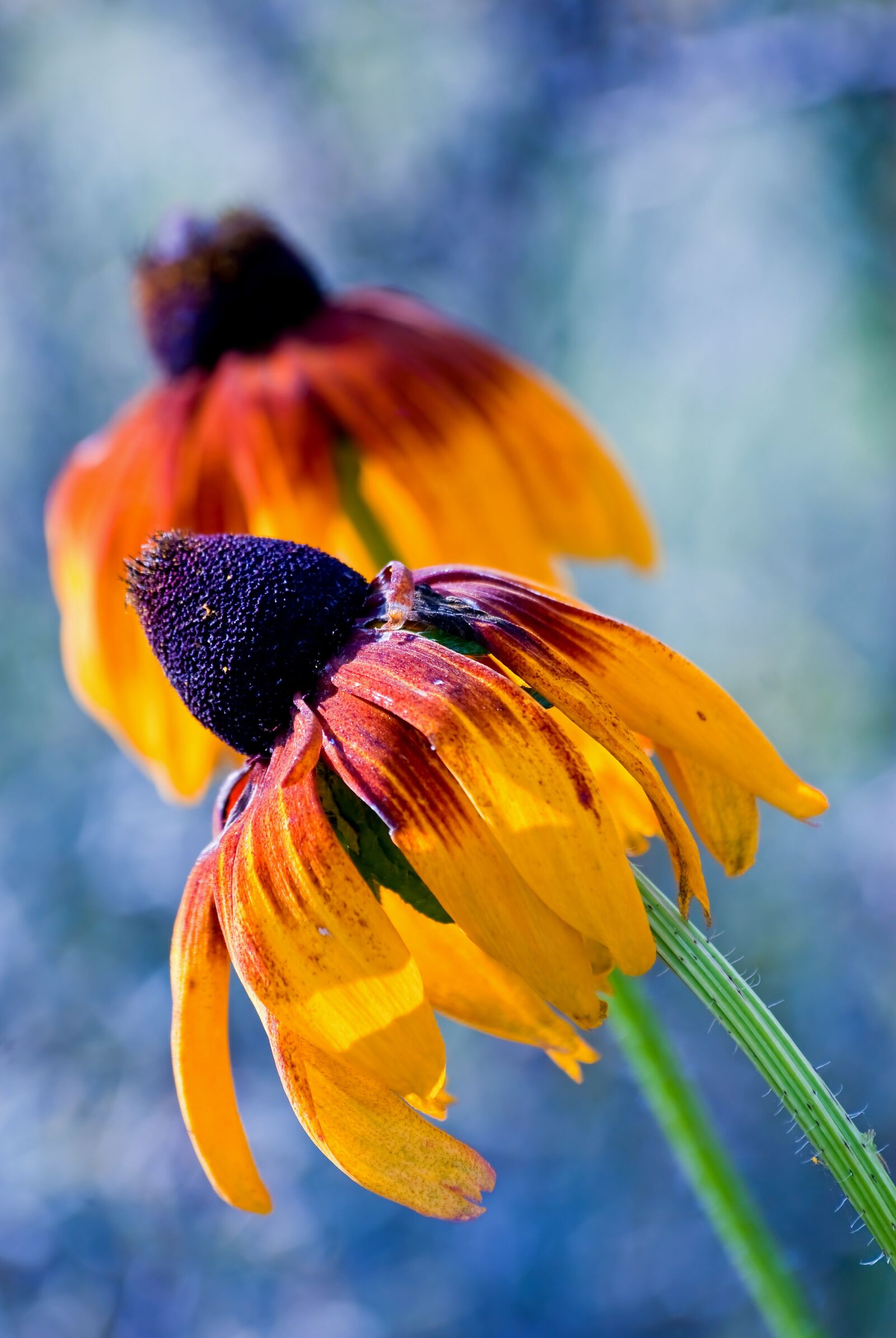 Nikon D80 sample photo. Nature, flower, at the photography
