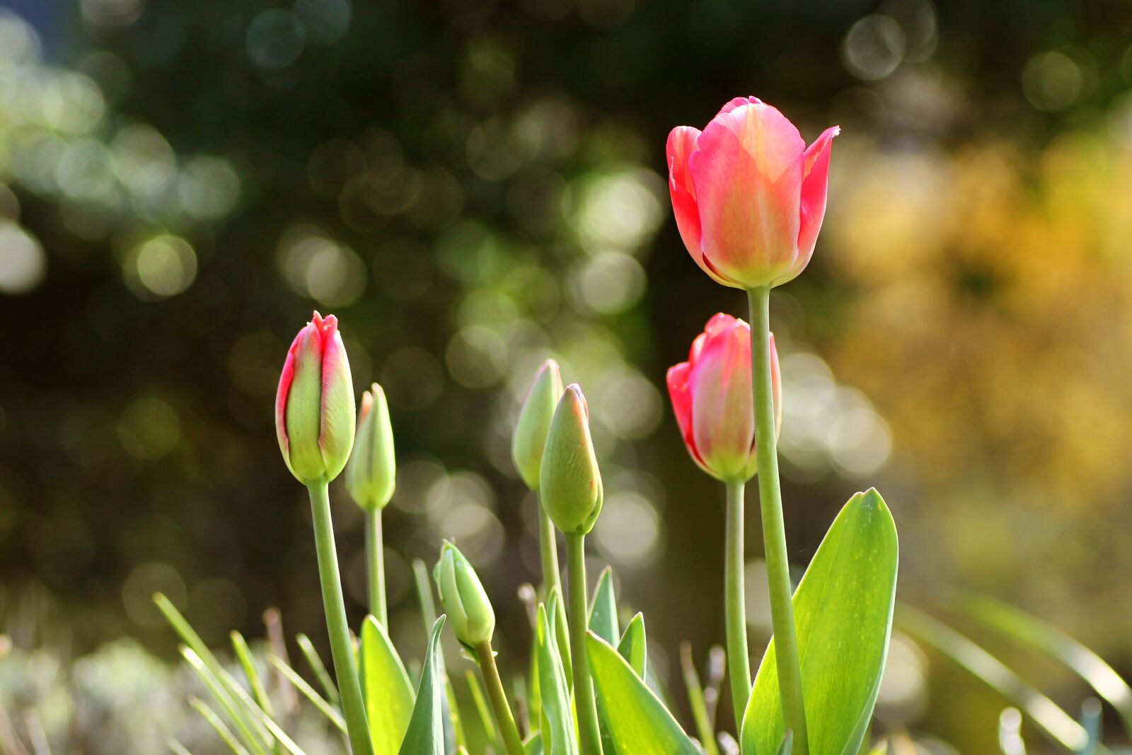 Tamron SP 90mm F2.8 Di VC USD 1:1 Macro sample photo. Tulips, pink, spring photography