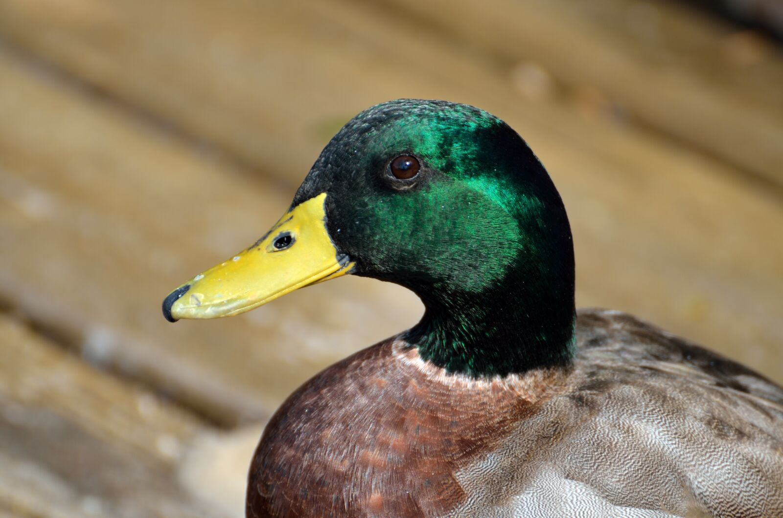 Nikon D7000 sample photo. Mallard duck, duck, wildlife photography