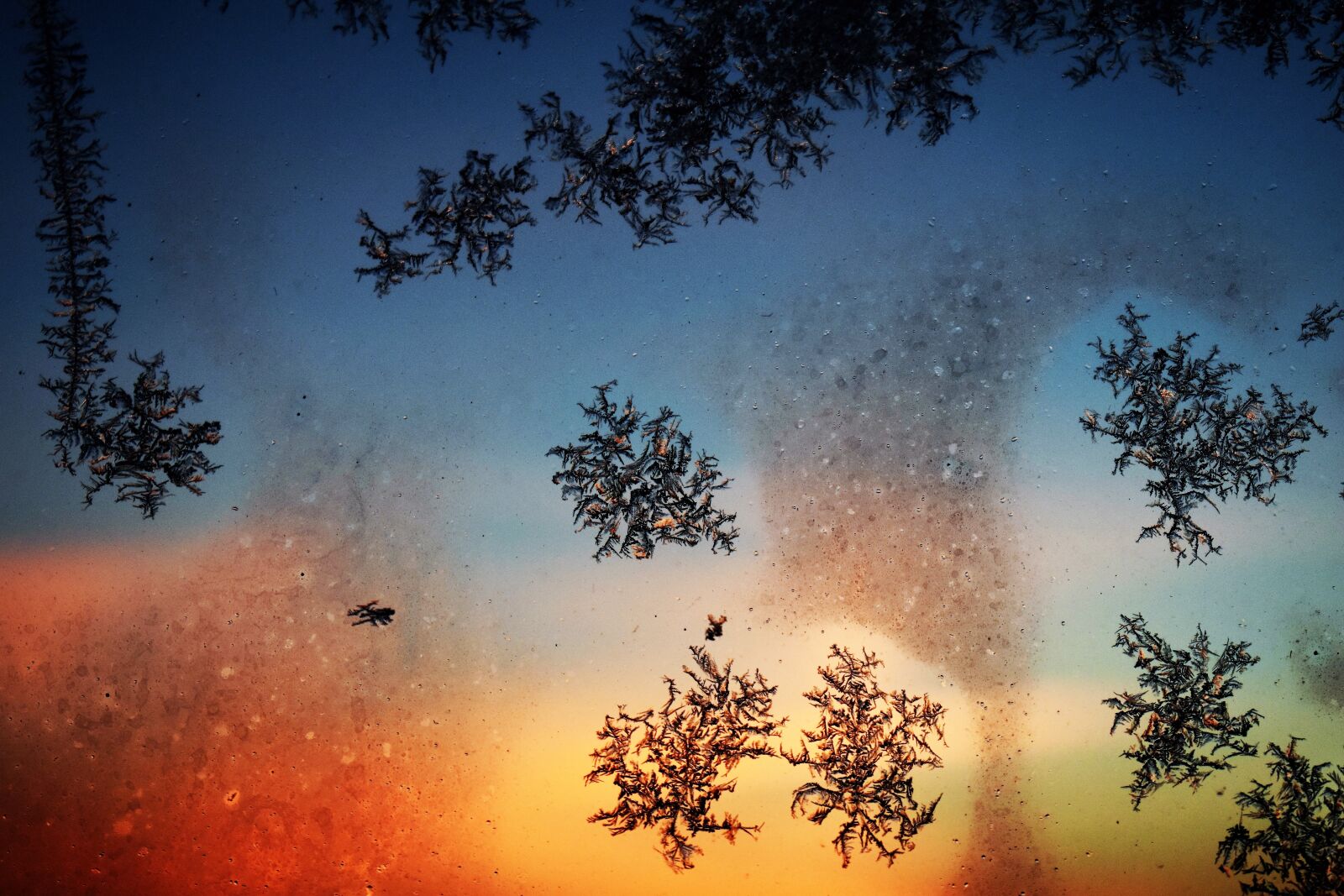 Nikon D5500 sample photo. Hardest, frost, winter photography