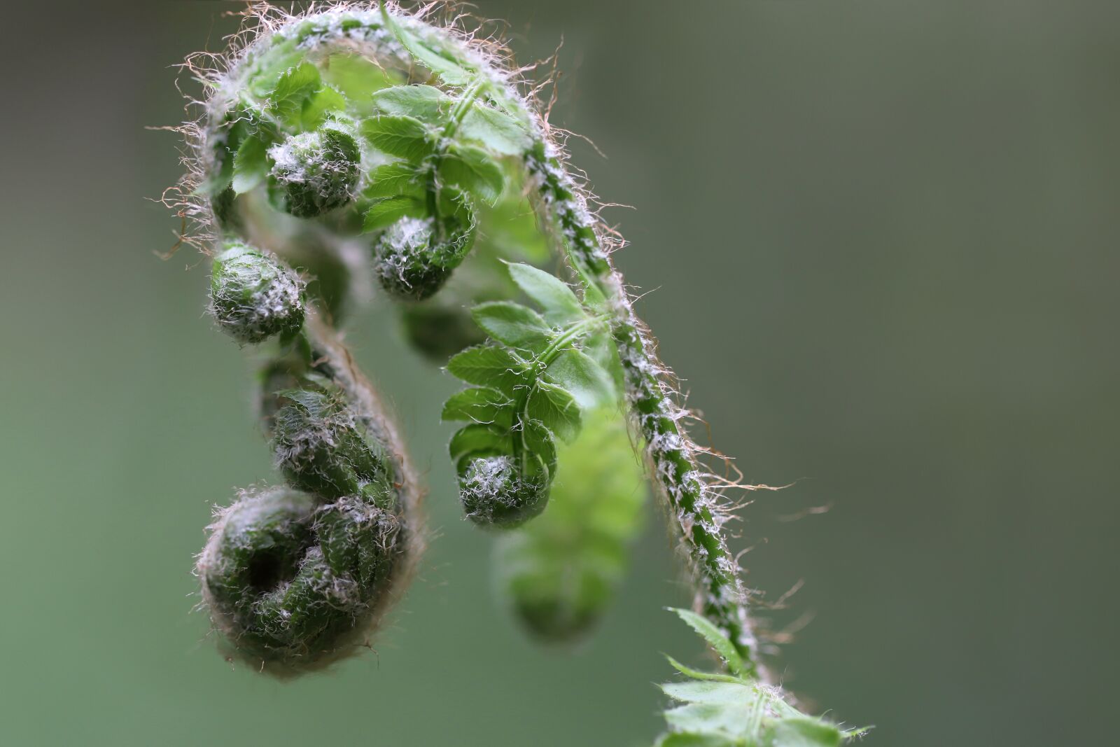 Canon EOS 800D (EOS Rebel T7i / EOS Kiss X9i) sample photo. Fern, unroll, green photography