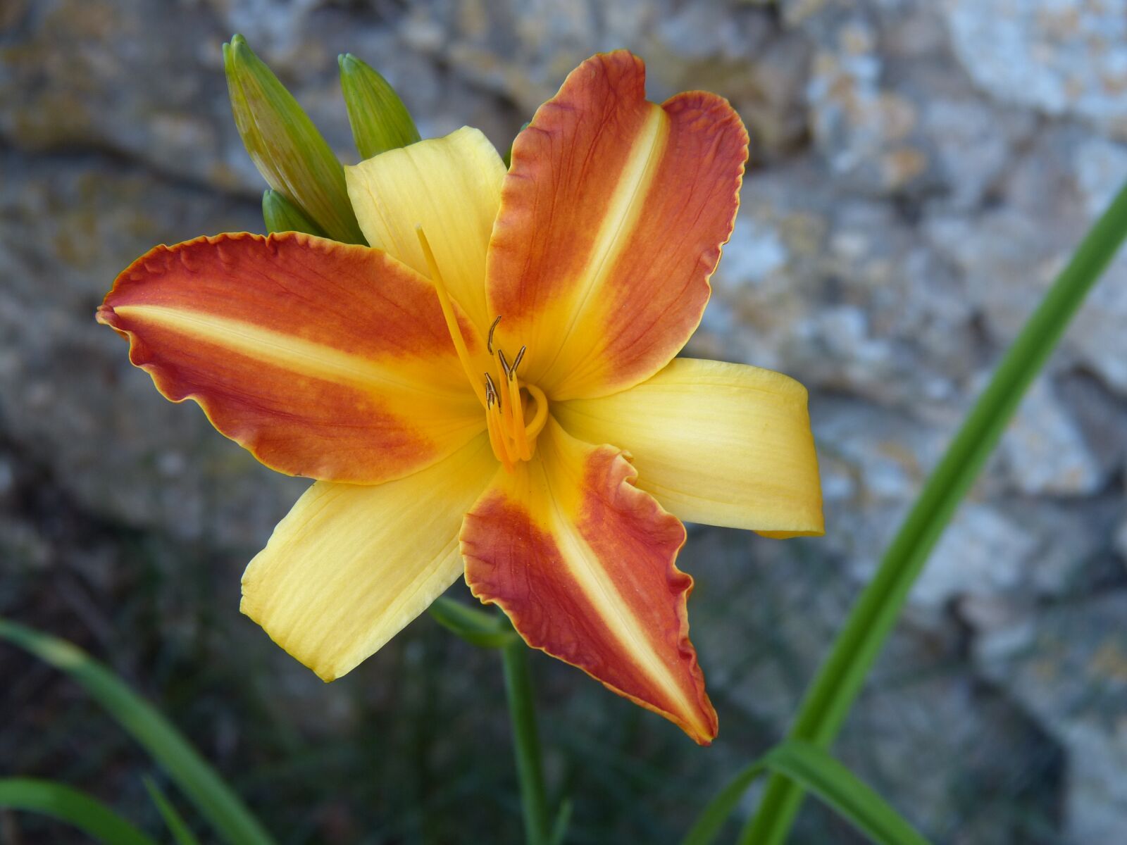 Panasonic Lumix DMC-FZ150 sample photo. Lily, summer, flower photography