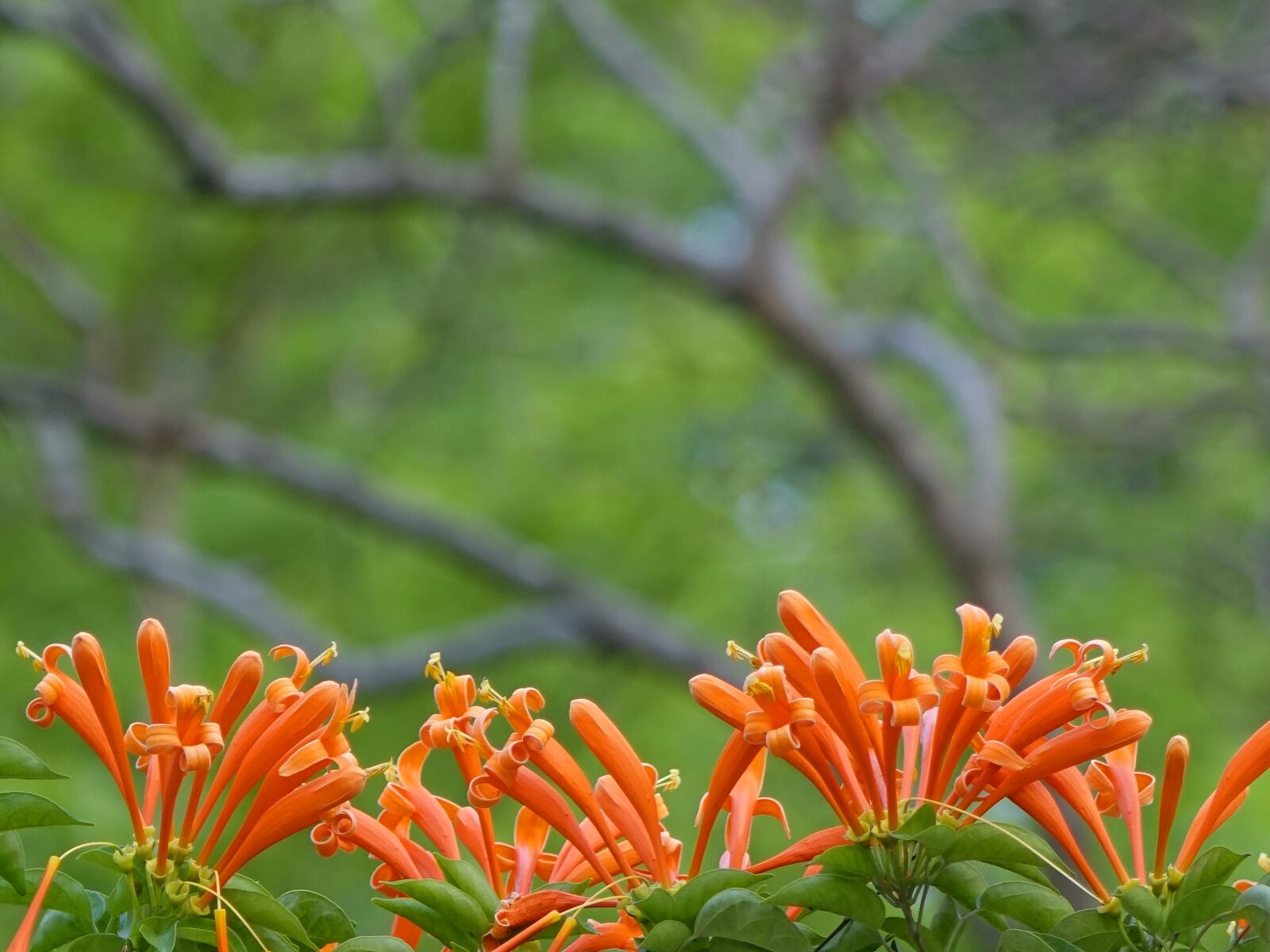 Sony Cyber-shot DSC-RX10 sample photo. Firecracker flower, flame vine photography