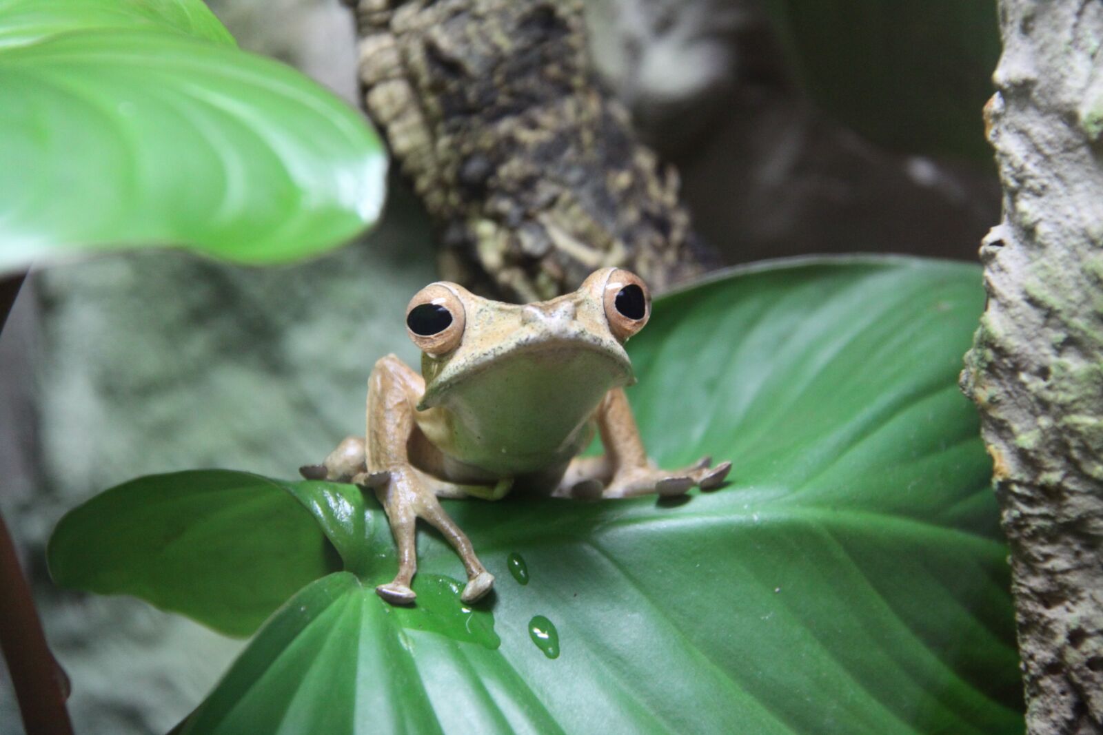 Canon EOS 50D sample photo. Frog, ears frog, amphibians photography