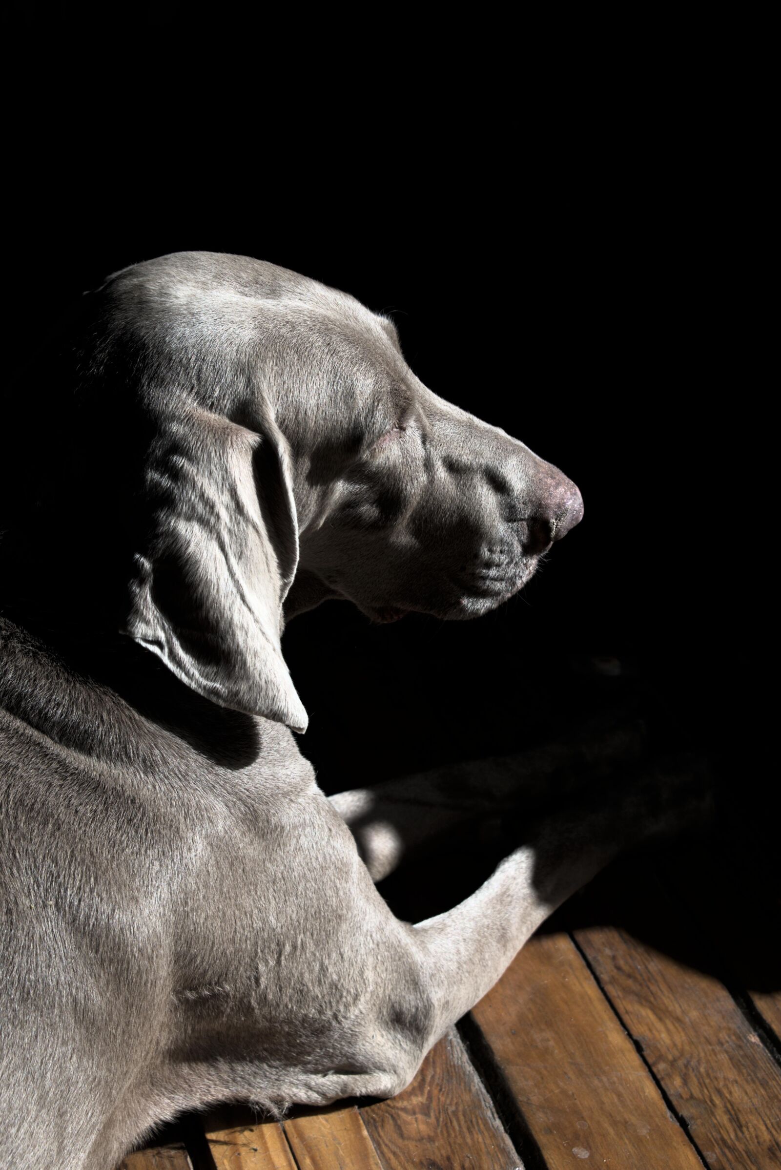 Nikon D5600 sample photo. Weimaraner, dog, pet photography