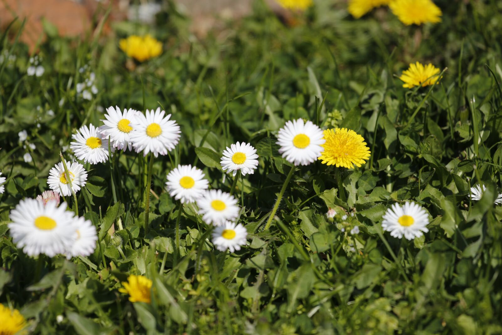 Canon EF 100-400mm F4.5-5.6L IS USM sample photo. Meadow, green, landscape photography