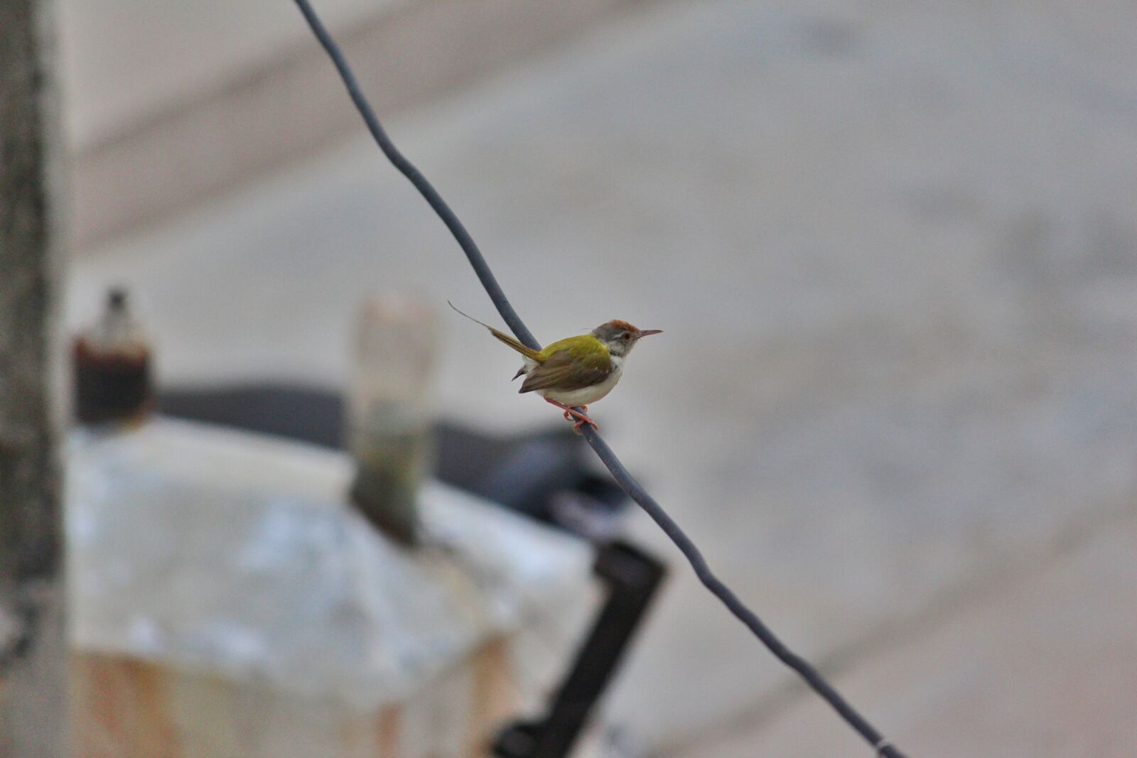 Canon EOS 700D (EOS Rebel T5i / EOS Kiss X7i) sample photo