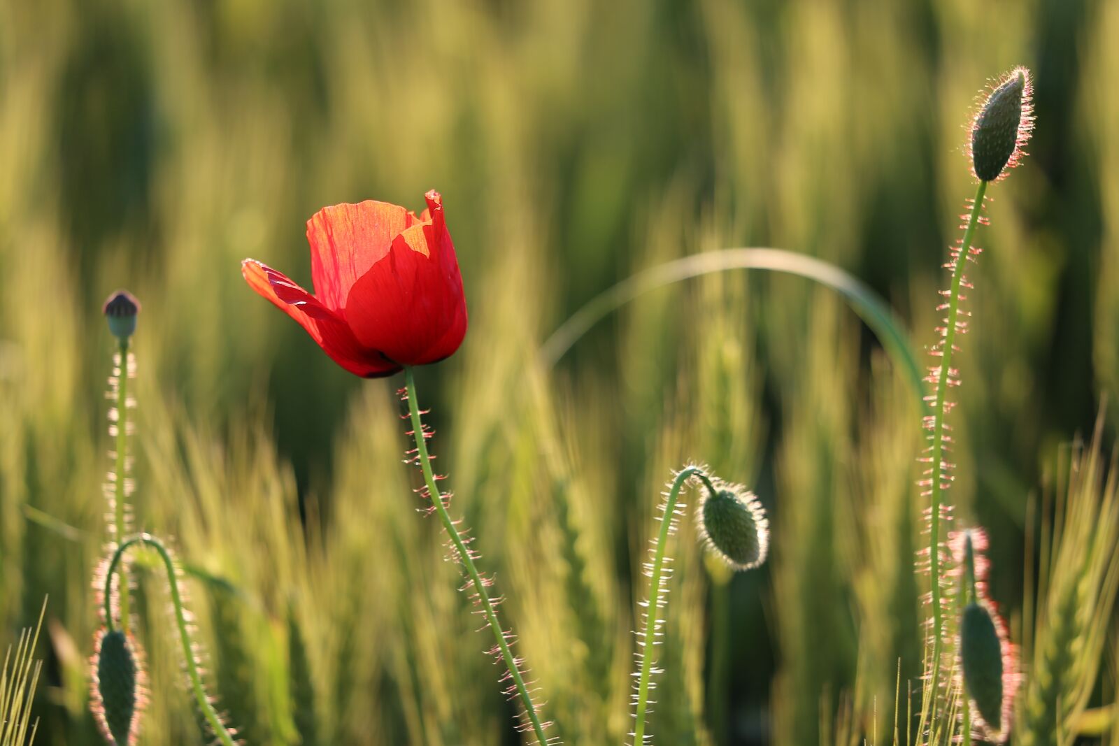 Canon EF 70-300 F4-5.6 IS II USM sample photo. Red poppy, wheat field photography