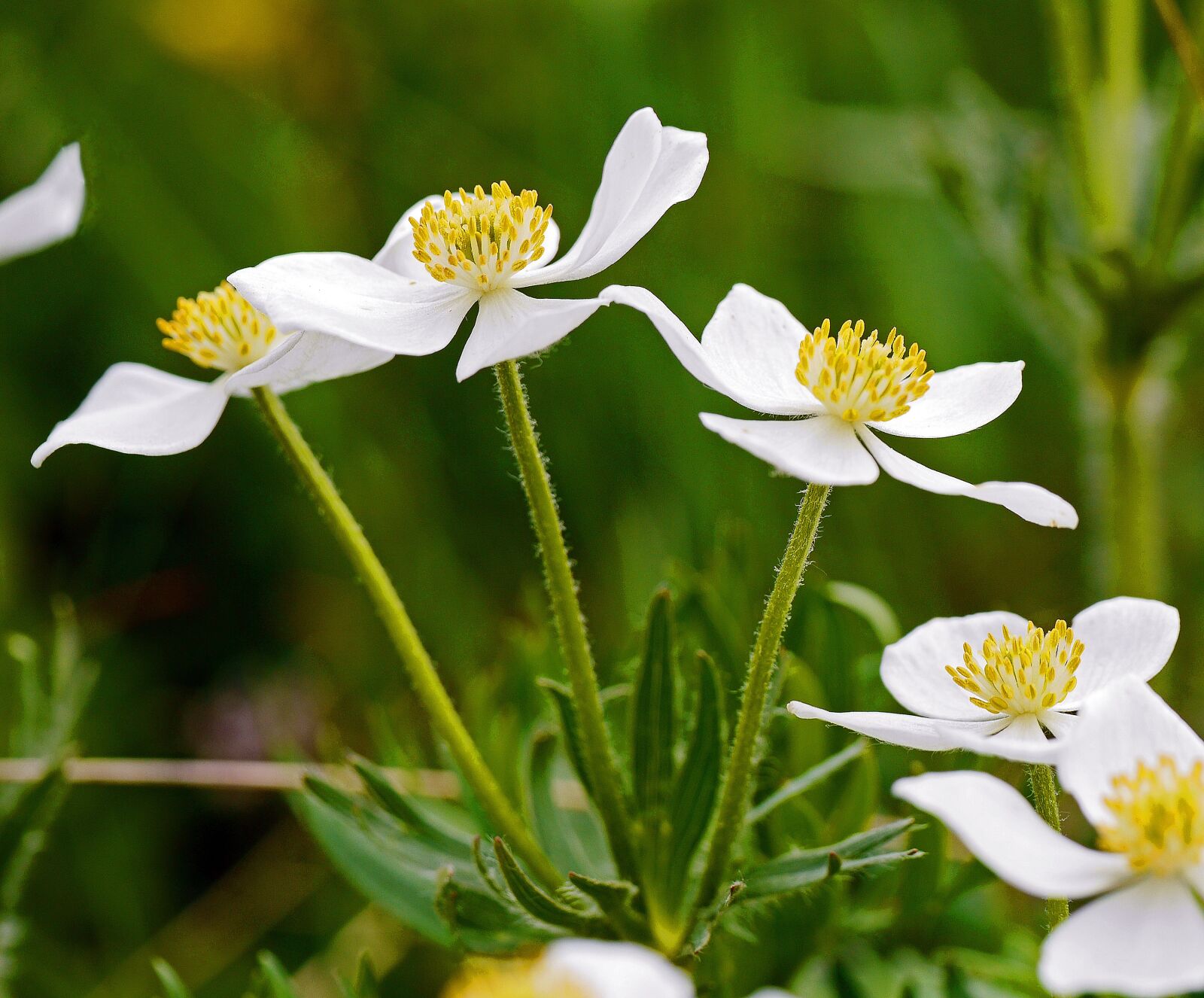 Panasonic Lumix DMC-GH3 sample photo. Alpine plant, inflorescence, petals photography