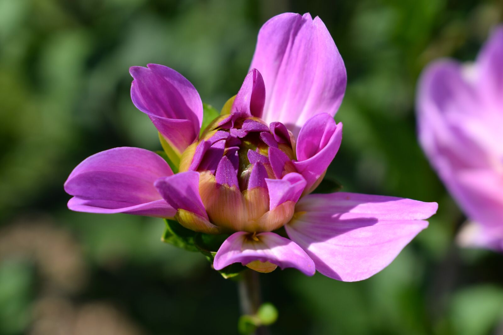 Nikon D3300 sample photo. Dahlia, bud, pink photography