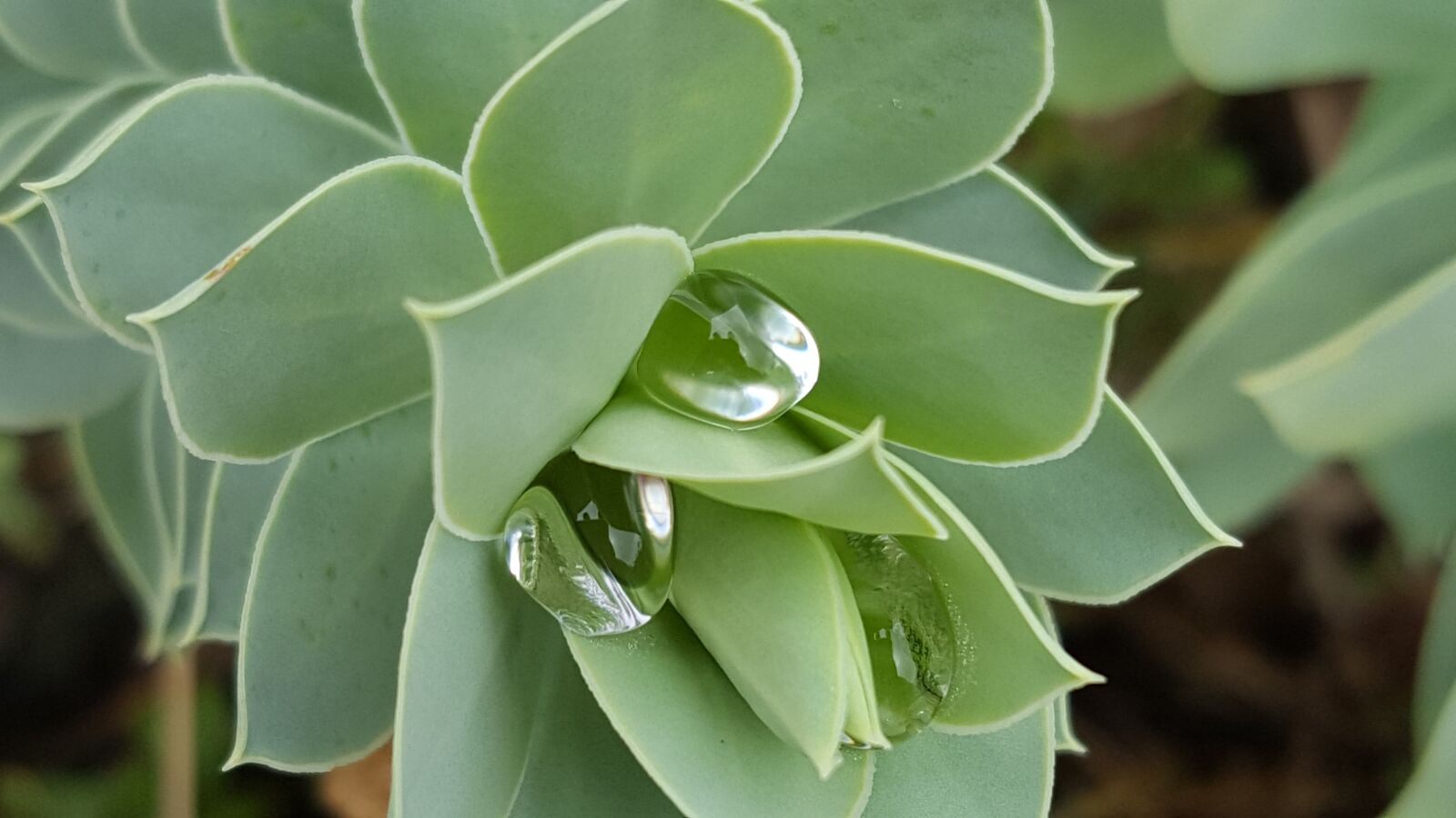 Samsung Galaxy S6 sample photo. Droplet, droplets, water photography