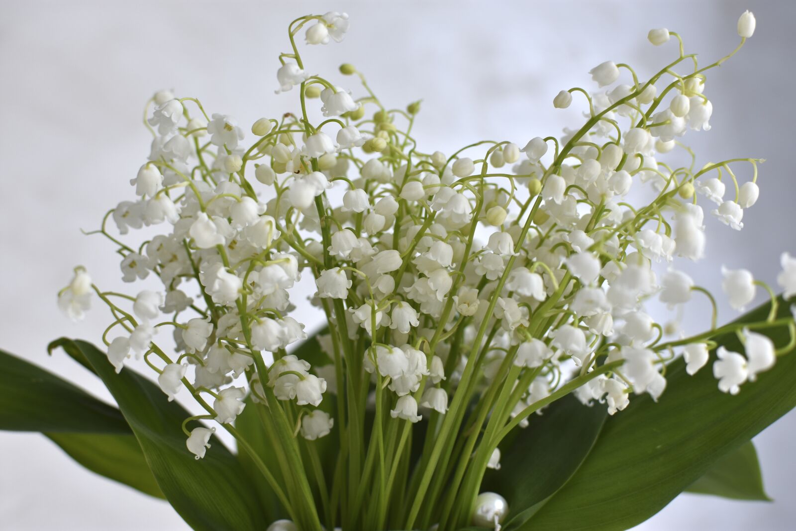 Nikon D3400 sample photo. Lilies of the valley photography