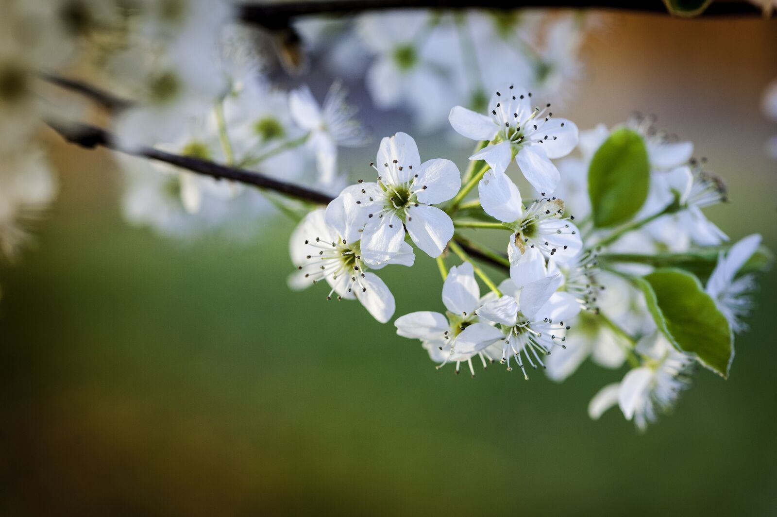 Nikon D700 sample photo. Nature, flower, flora photography