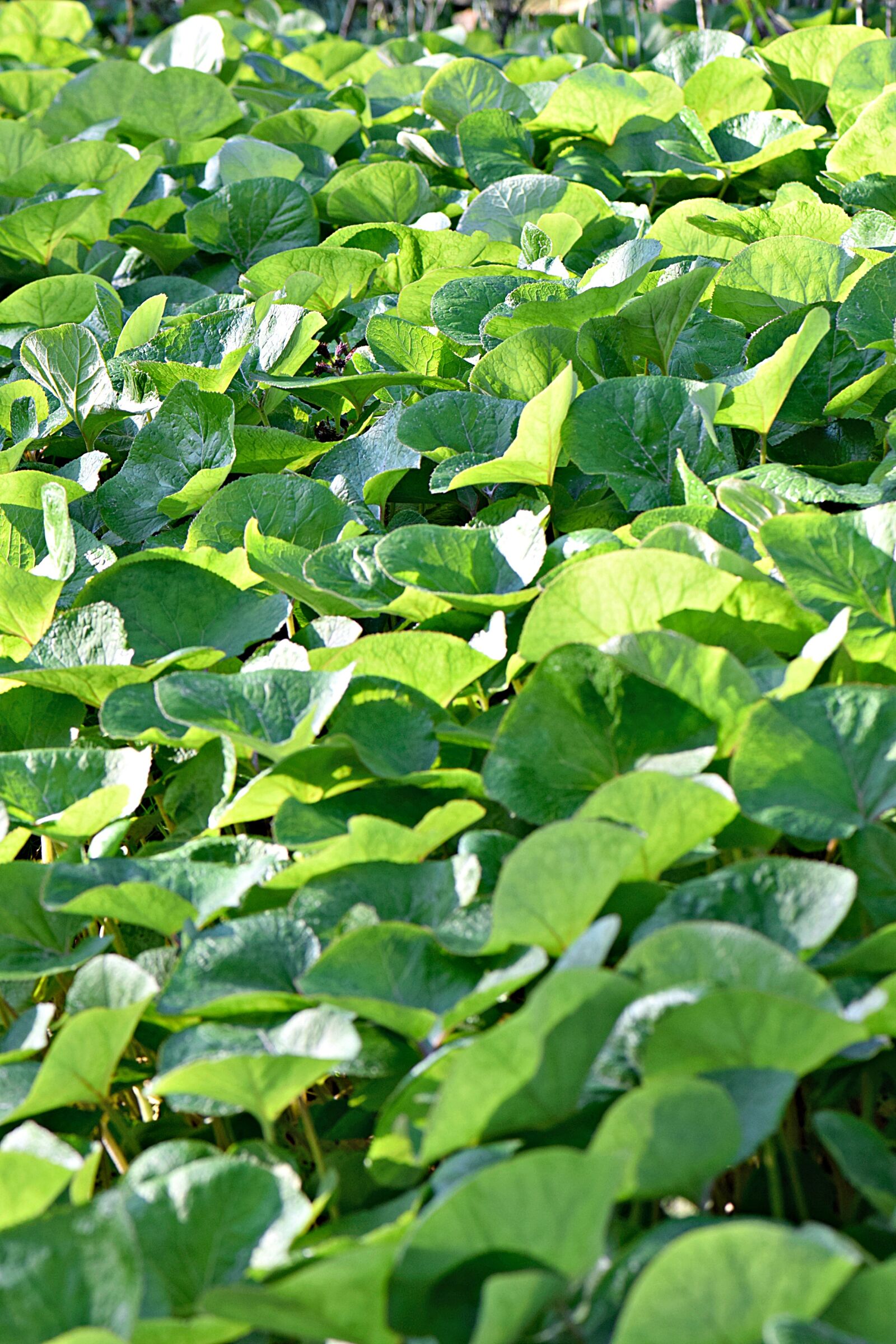 Nikon D5300 sample photo. Foliage, leaves, green photography
