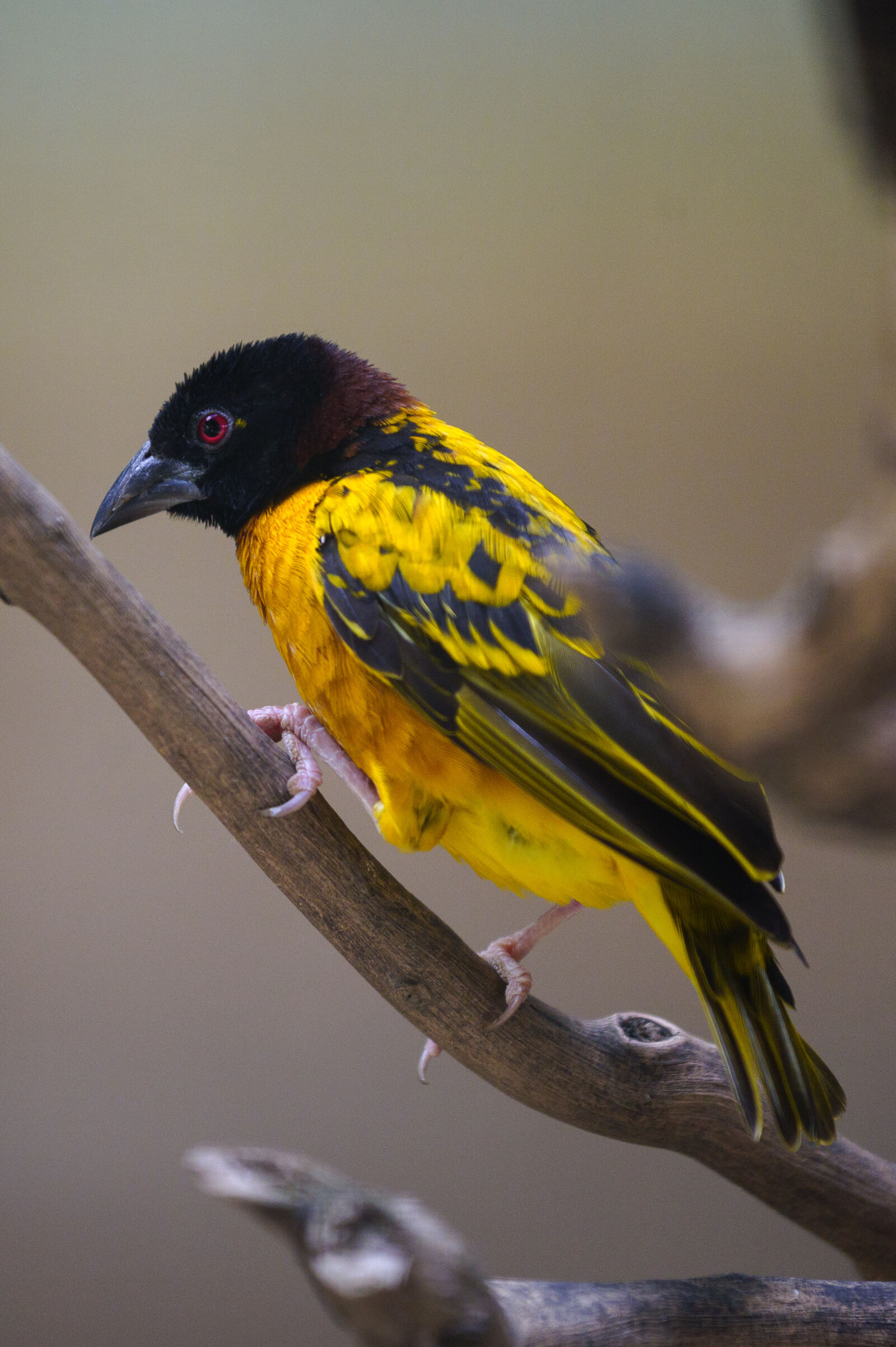 Nikon Z6 sample photo
