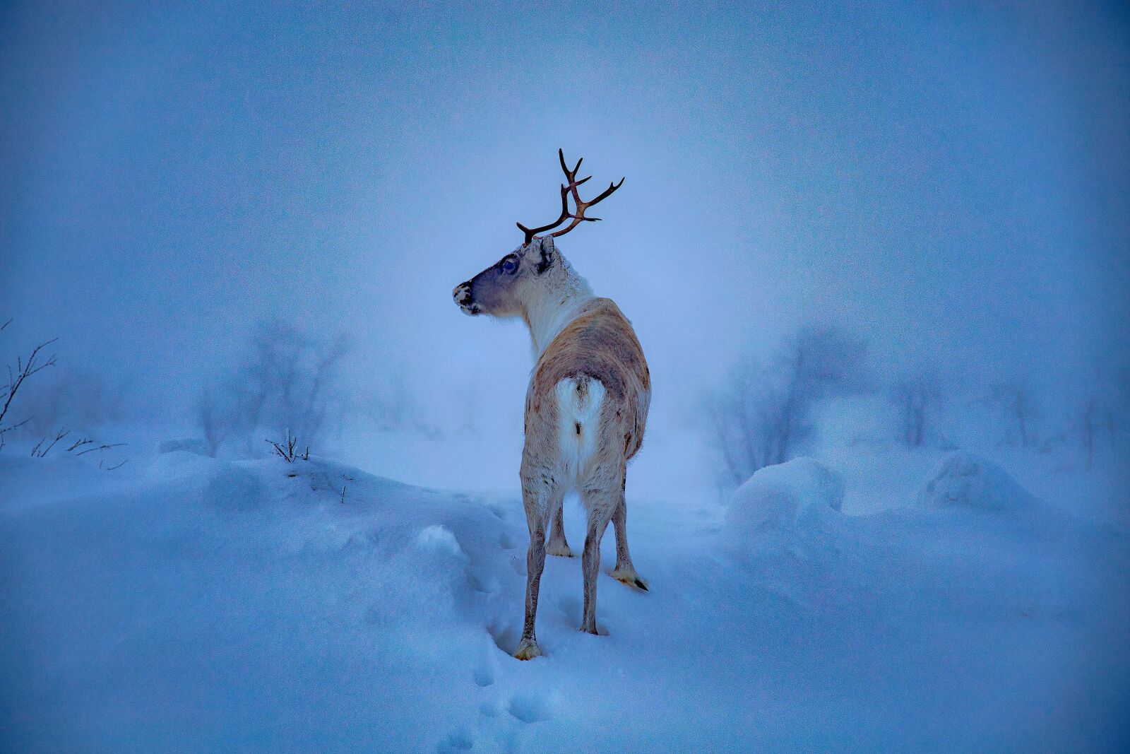 Canon EOS 6D sample photo. Winter, finland, lapland photography