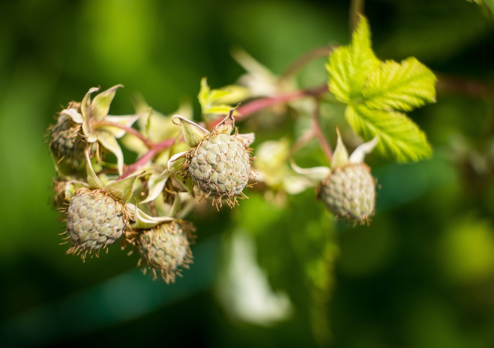 Fujifilm X-T2 sample photo. Raspberries, growth, raspberry bud photography
