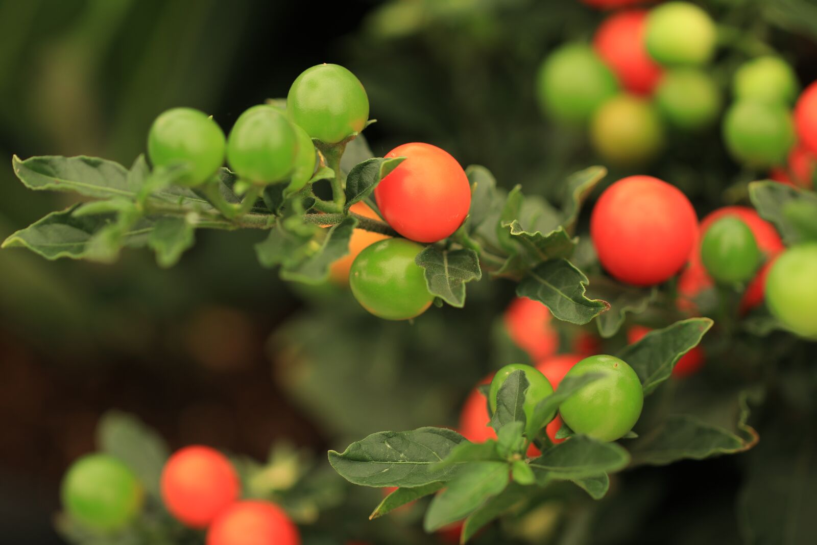 Canon EF 100mm F2.8L Macro IS USM sample photo. Decorative berries, berries, solanum photography