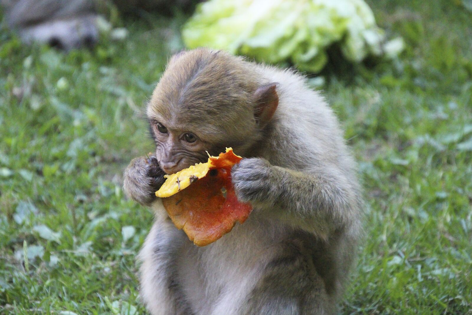 Canon EOS 700D (EOS Rebel T5i / EOS Kiss X7i) sample photo. Barbary ape, baby, animal photography