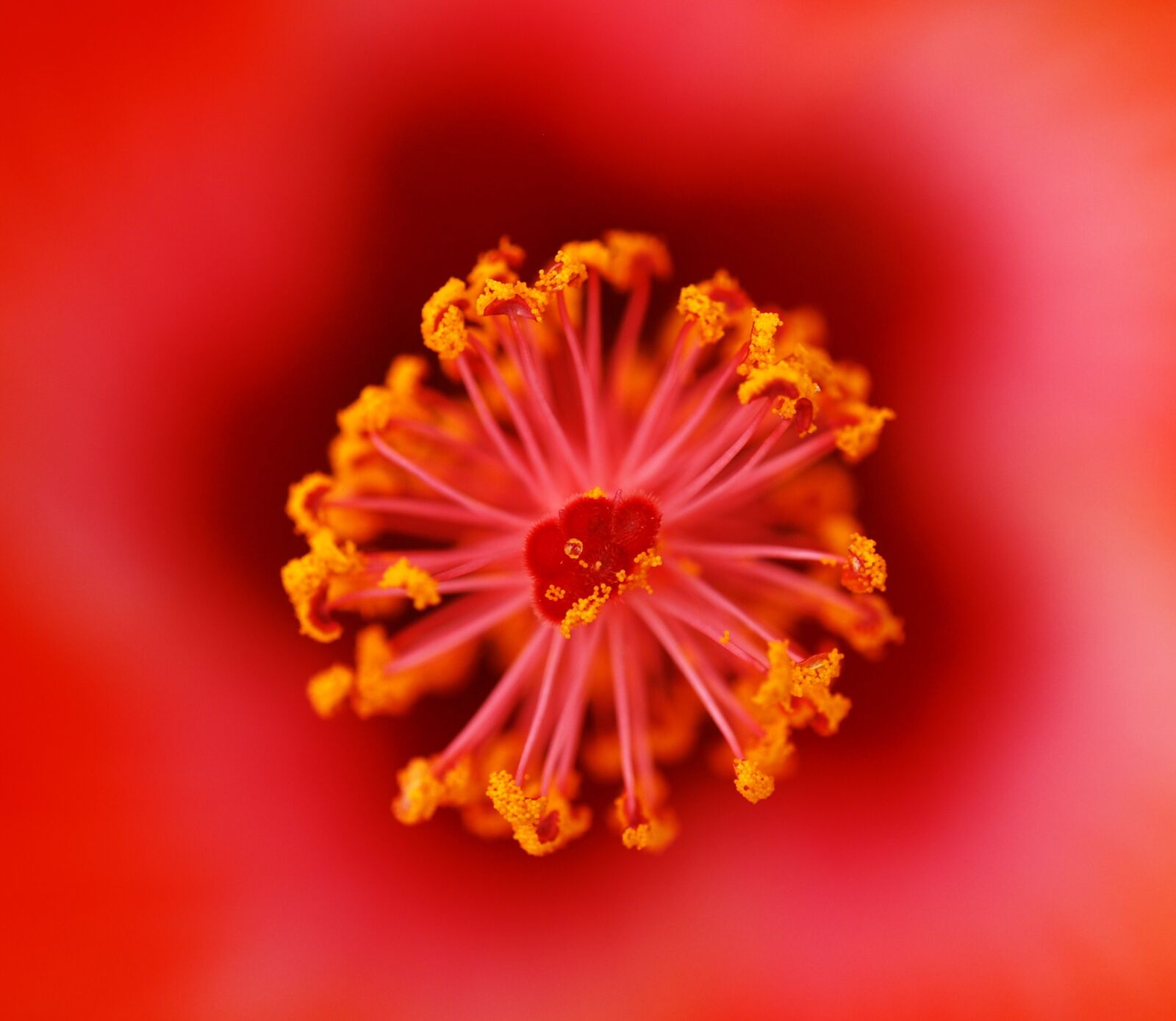 Nikon D60 sample photo. Red, flower, macro photography
