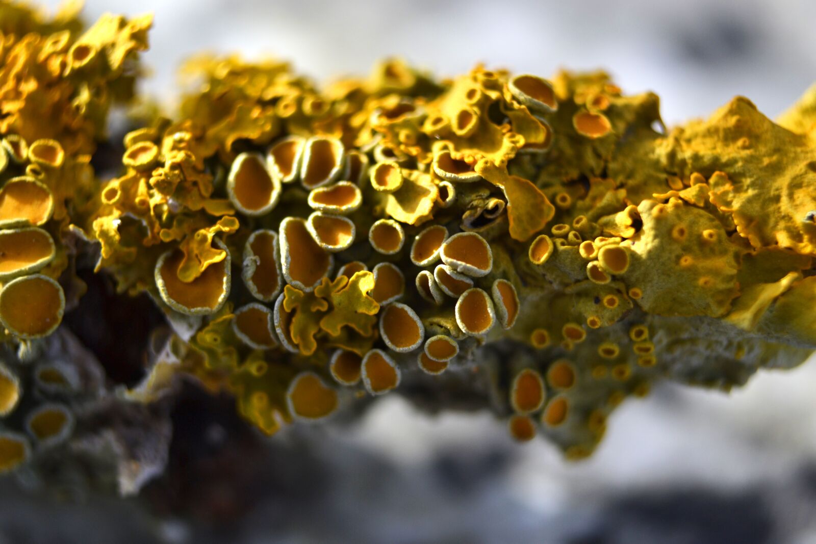 Nikon D3100 sample photo. Yellow, branch, mushroom photography