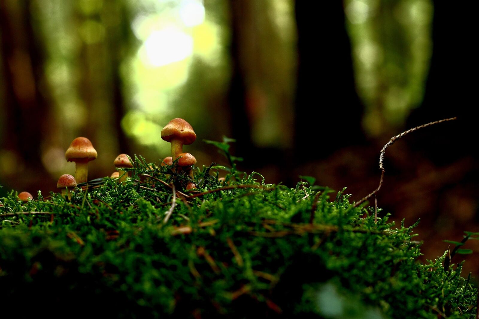 Canon EOS 500D (EOS Rebel T1i / EOS Kiss X3) + Canon EF 50mm F1.8 II sample photo. Mushroom, nature, live photography