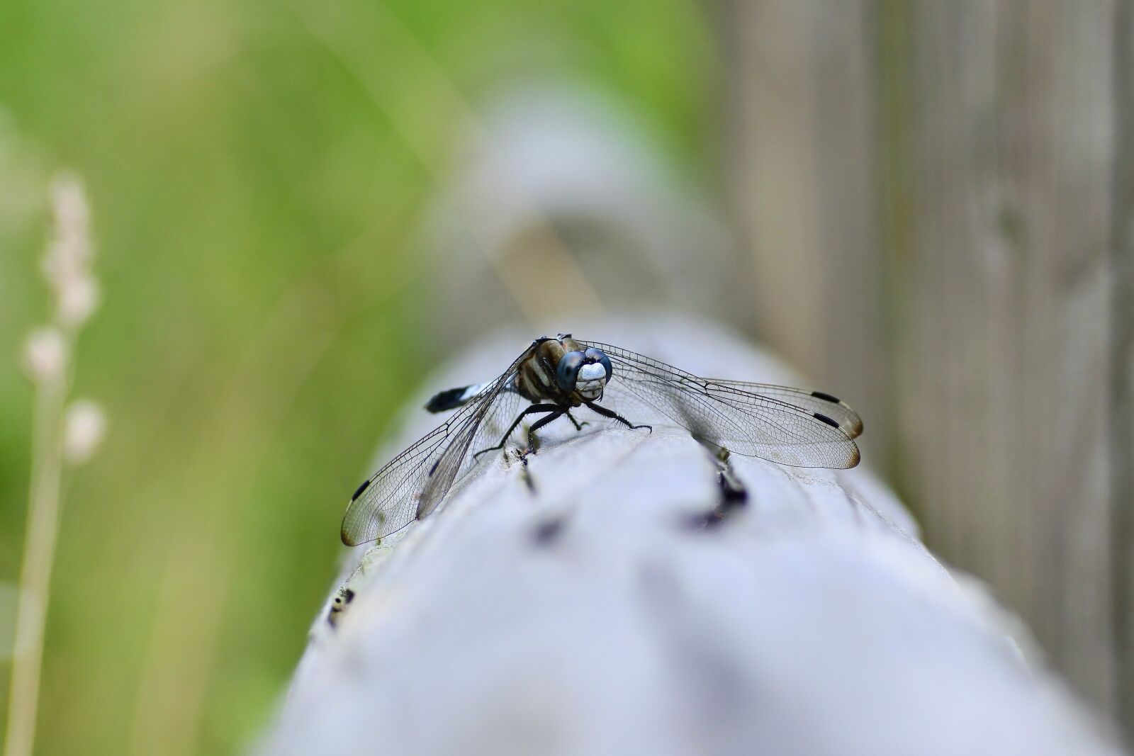 VR 55-200mm f/4-5.6G sample photo. Natural, landscape, insect photography