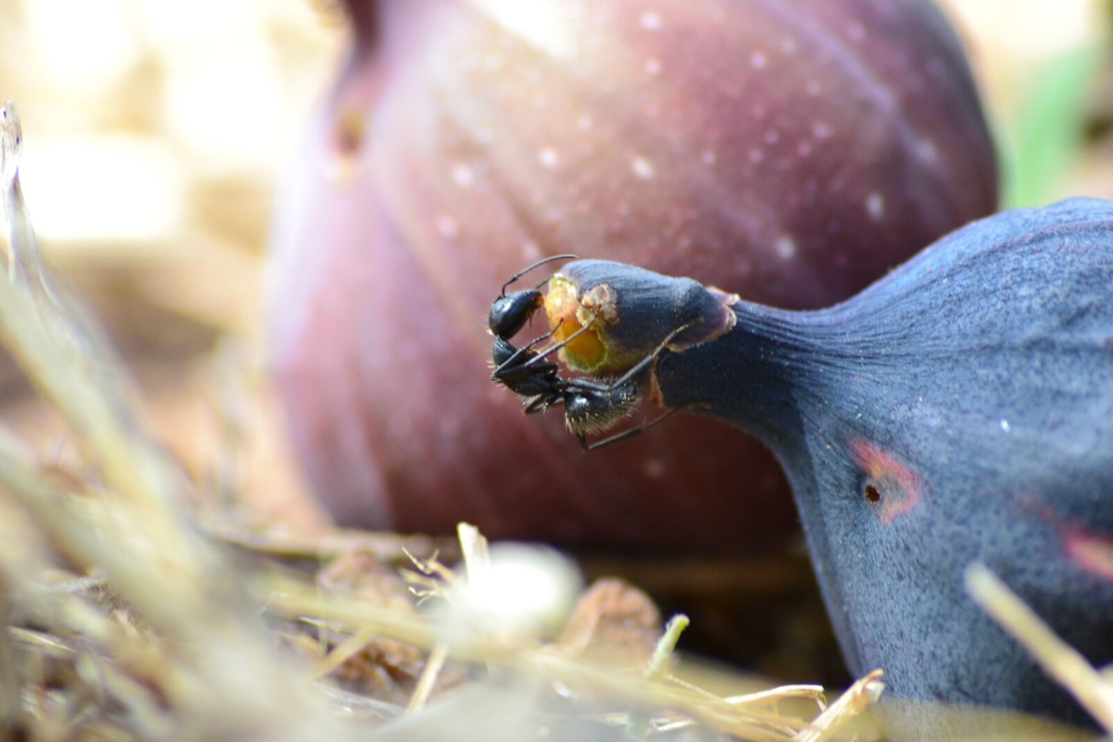 Nikon D3100 sample photo. Insects, fruit, fig tree photography