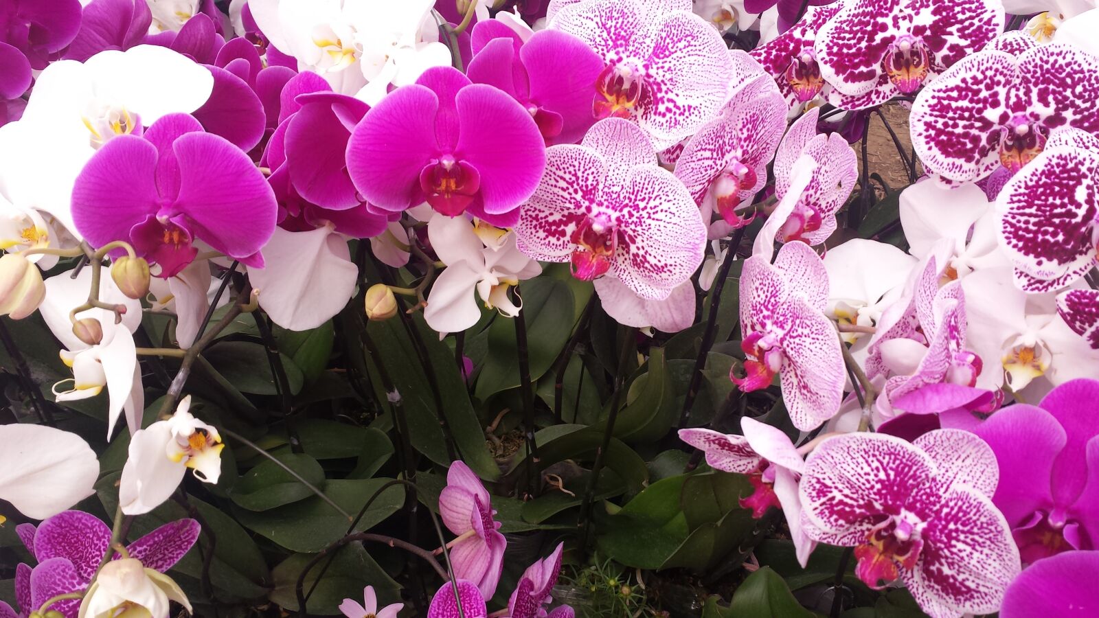 Samsung Galaxy S4 sample photo. Flower, spring, orchid photography