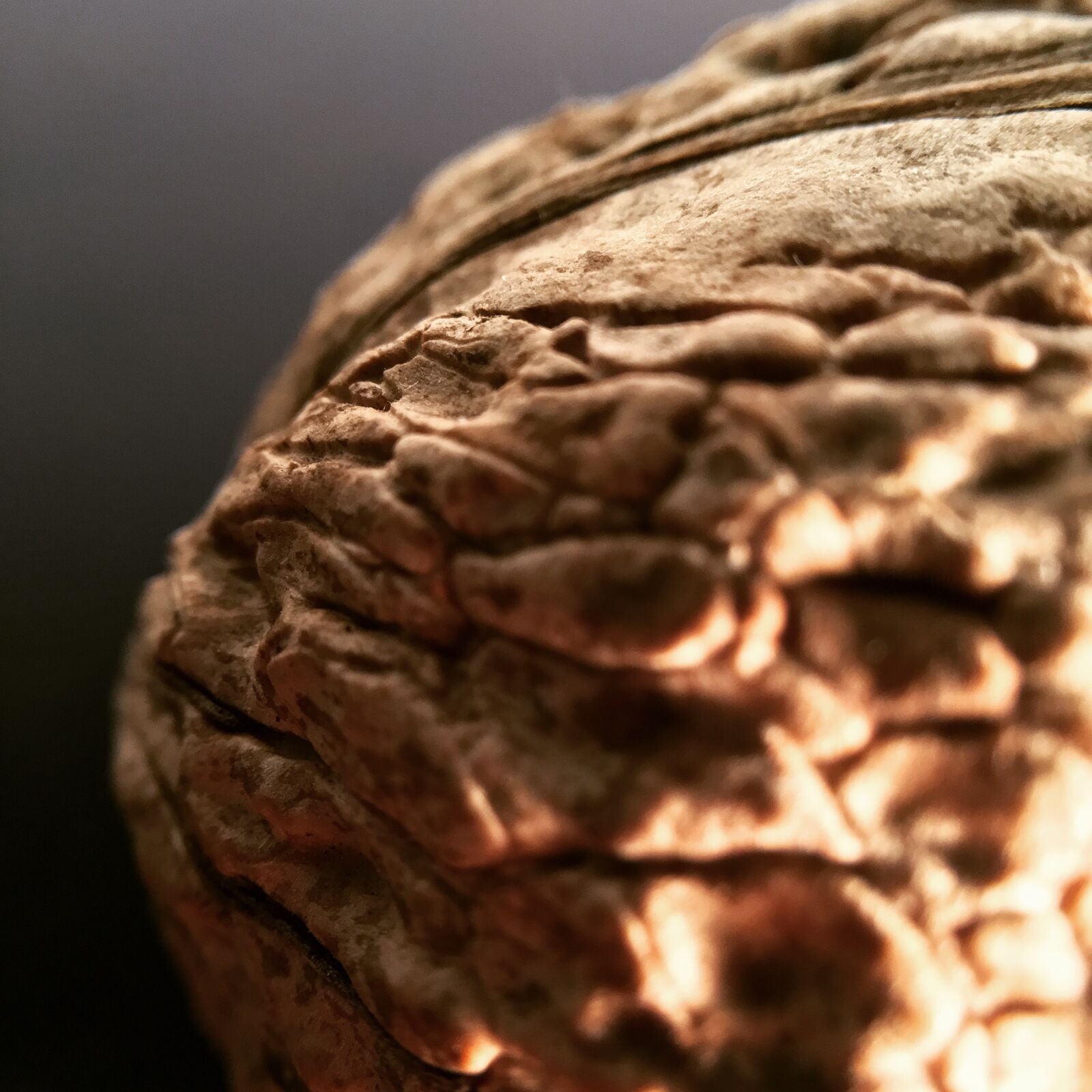 Apple iPhone 6s Plus sample photo. Walnut, brown, macro photography