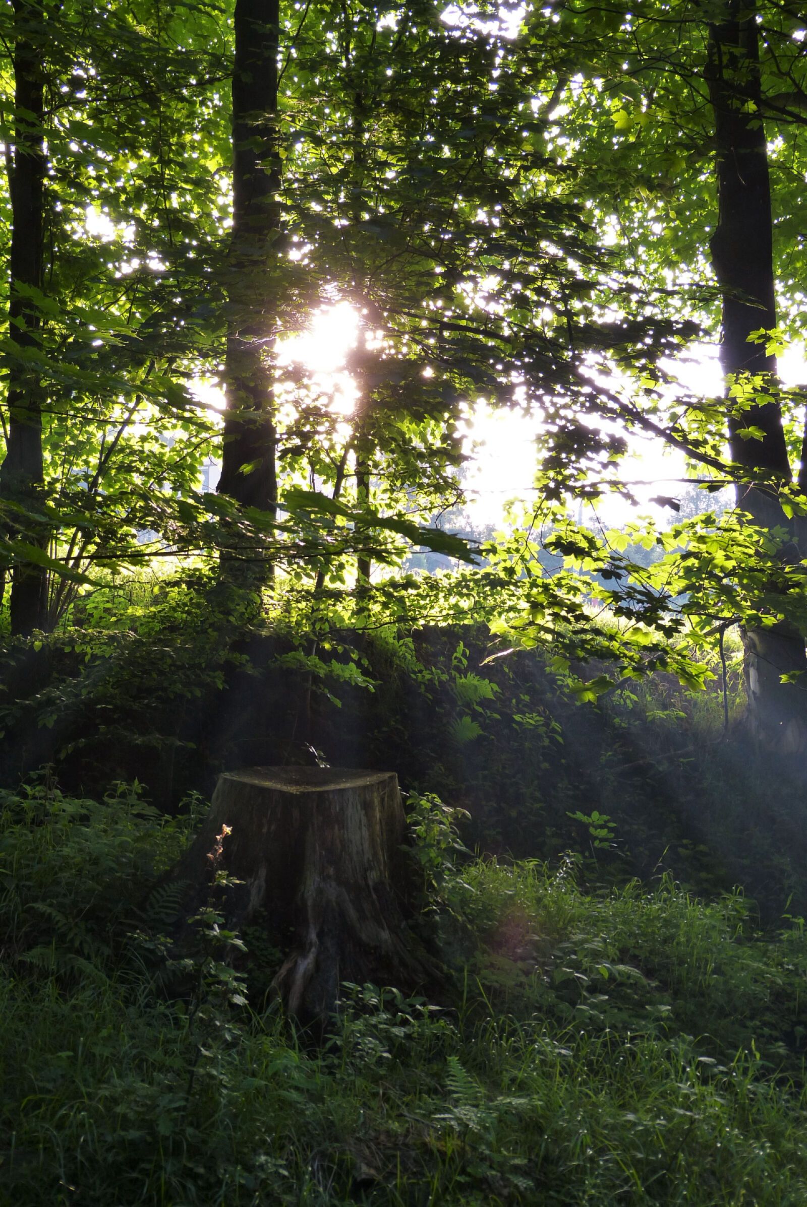 Panasonic Lumix DMC-FZ150 sample photo. Forest, light, mountains, nature photography