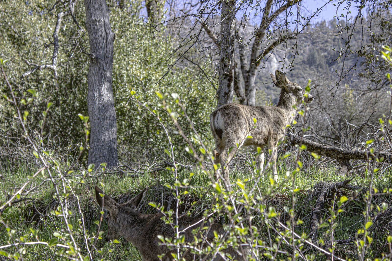 Canon EOS 600D (Rebel EOS T3i / EOS Kiss X5) sample photo. Deer, doe, forest photography