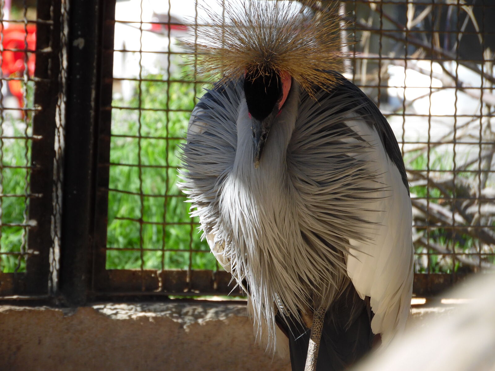 Samsung WB1100F/WB1101F/WB1102F sample photo