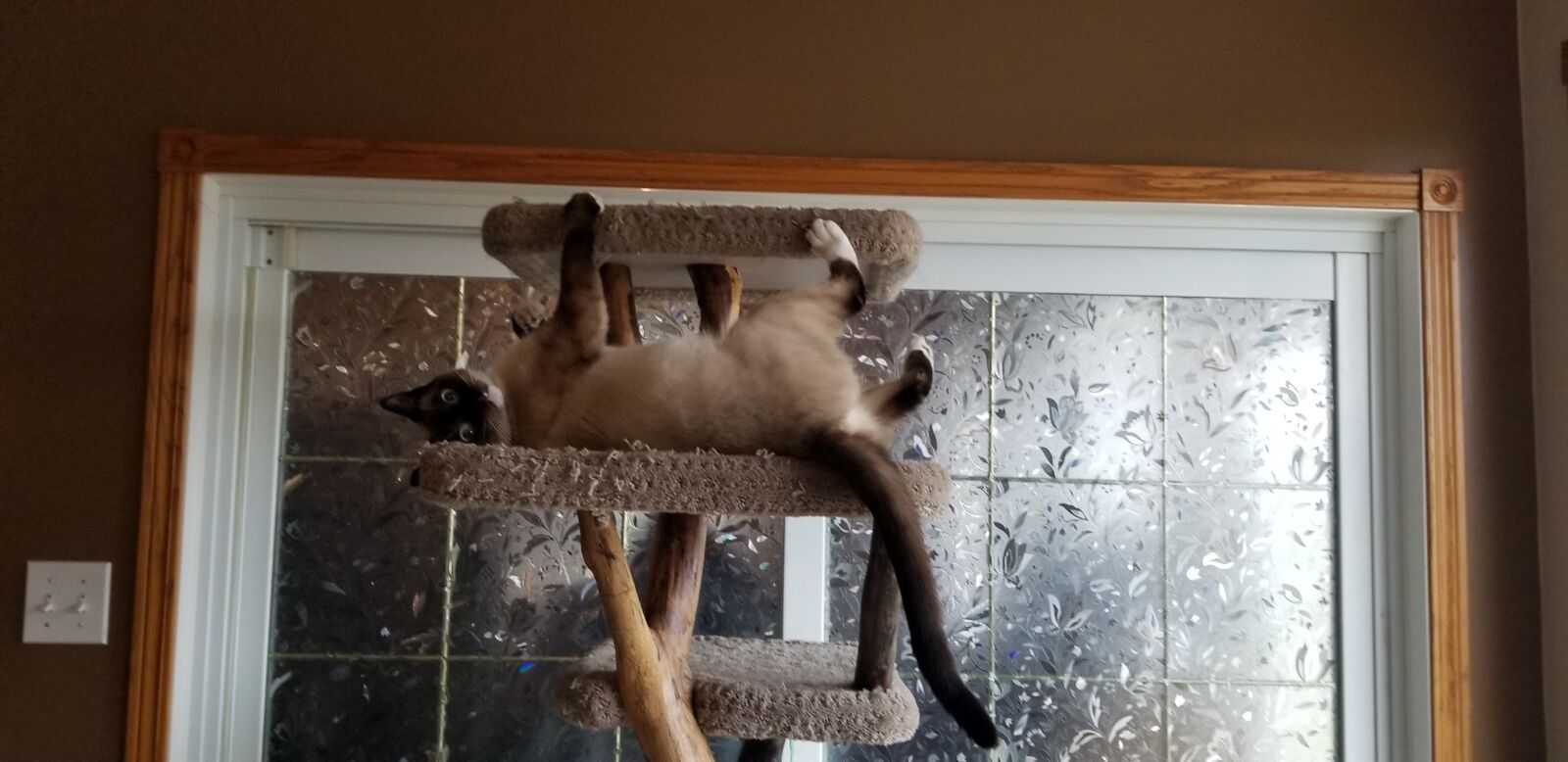 Samsung Galaxy S8 sample photo. Let's party, cat nip photography