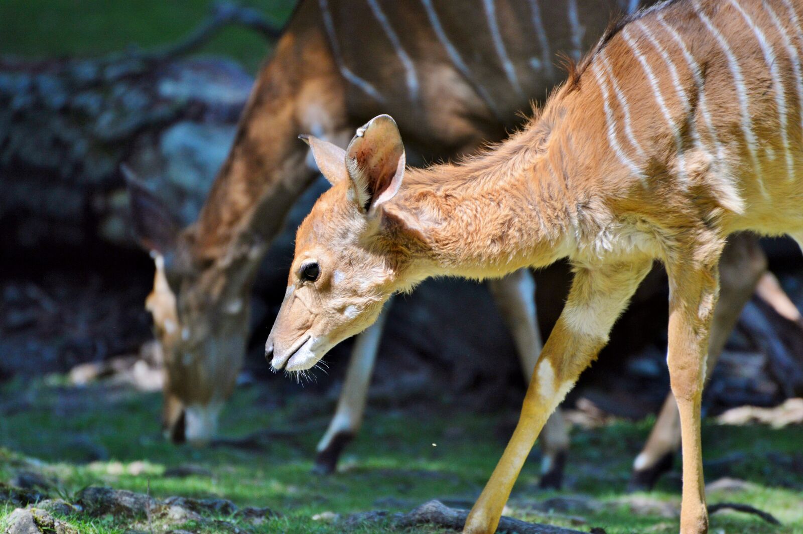 Nikon D3200 sample photo. Kudu, antelope, ruminant photography