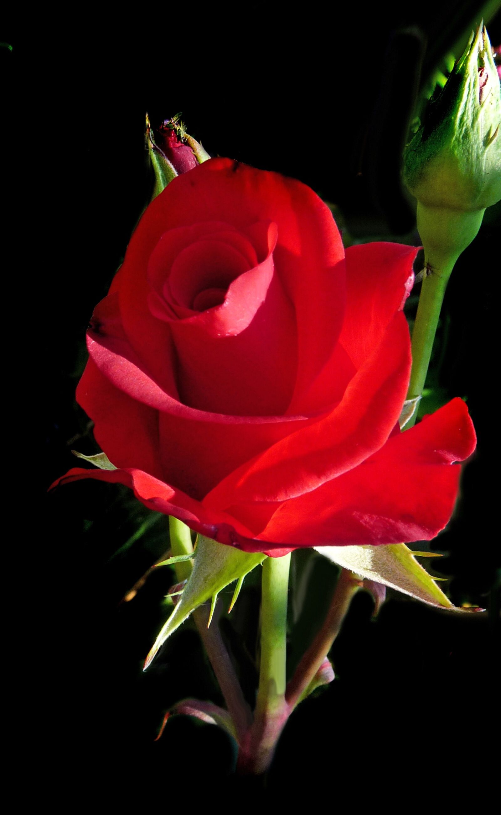 Panasonic Lumix DMC-FZ28 sample photo. Red, rose, romantic photography