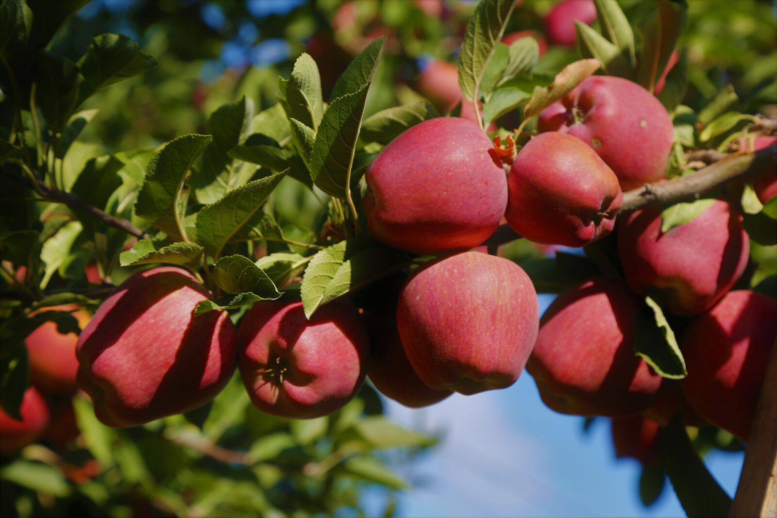 Canon EF 24-105mm F4L IS USM sample photo. Apple, fruit, healthy photography