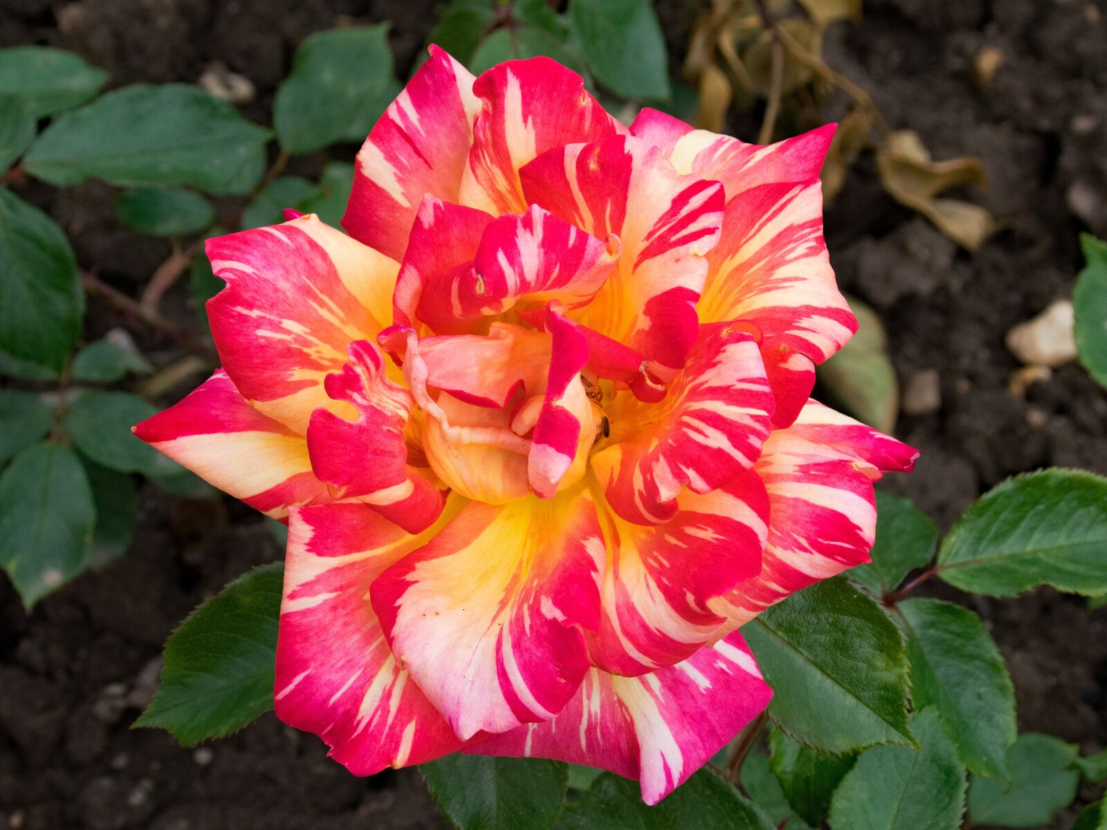 Nikon D5300 sample photo. Rose, harry wheatcroft, caribia photography