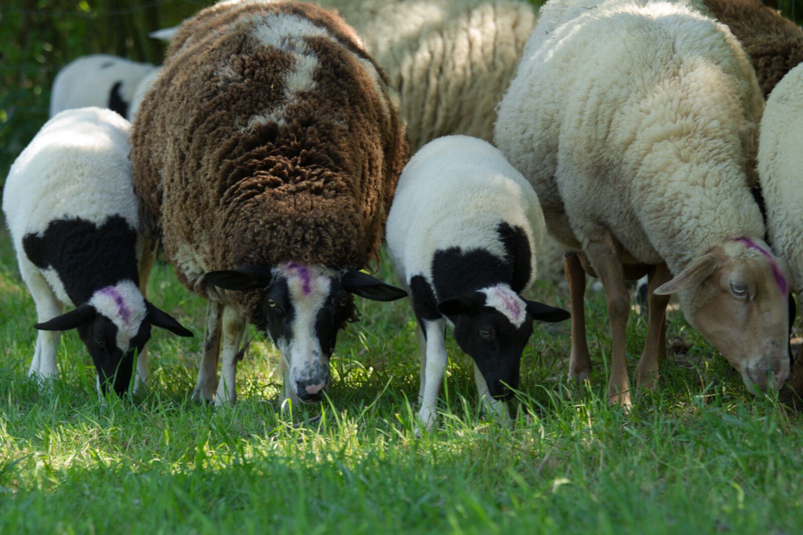 Canon EOS 60D + Canon EF 70-200mm F4L IS USM sample photo. Sheep, lambs, flock photography