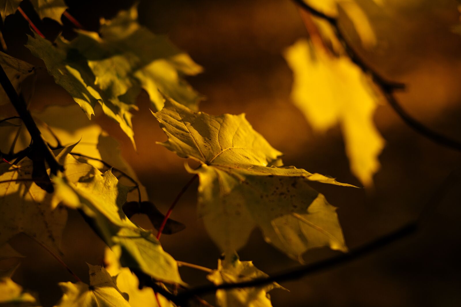 Canon EF 85mm F1.8 USM sample photo. Nature, abstract, autumn photography