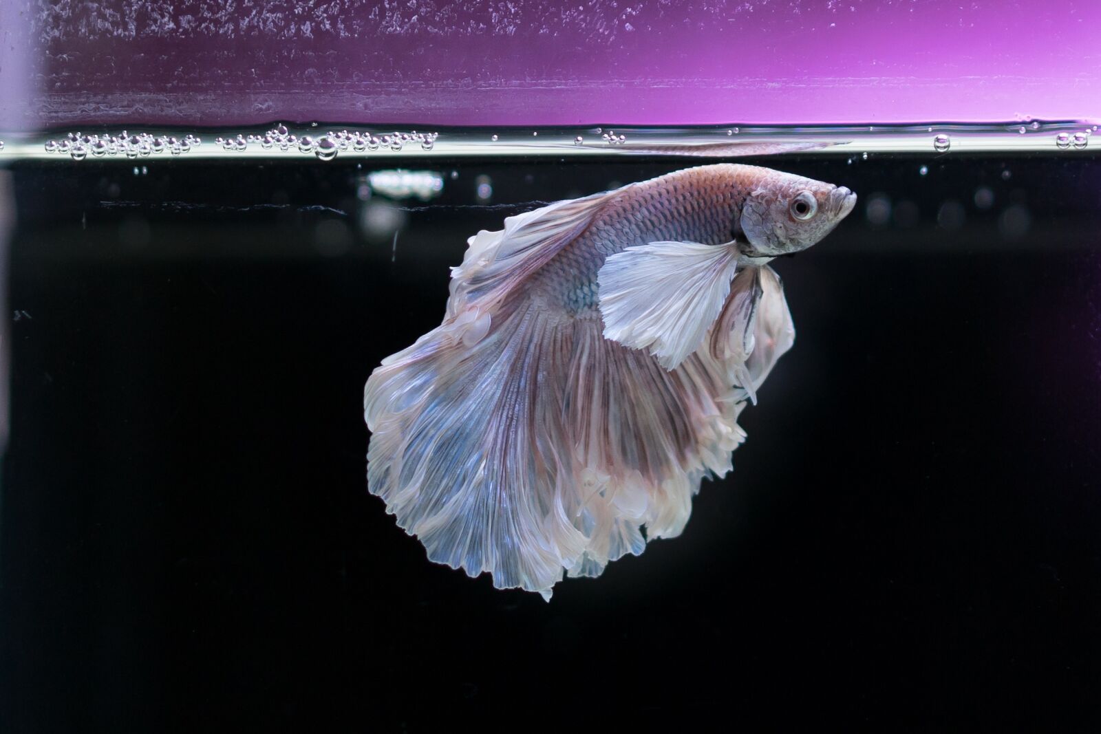 Sony a7 II + Sony Sonnar T* FE 55mm F1.8 ZA sample photo. Gold fish, fish, aquarium photography